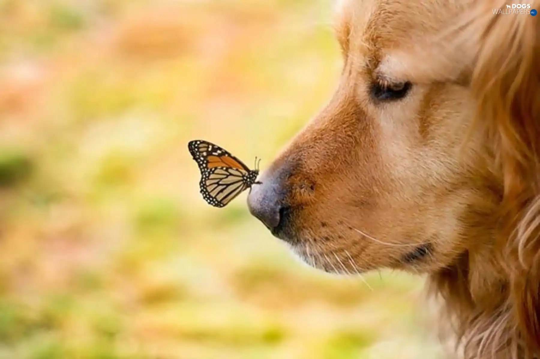 dog, butterfly, muzzle