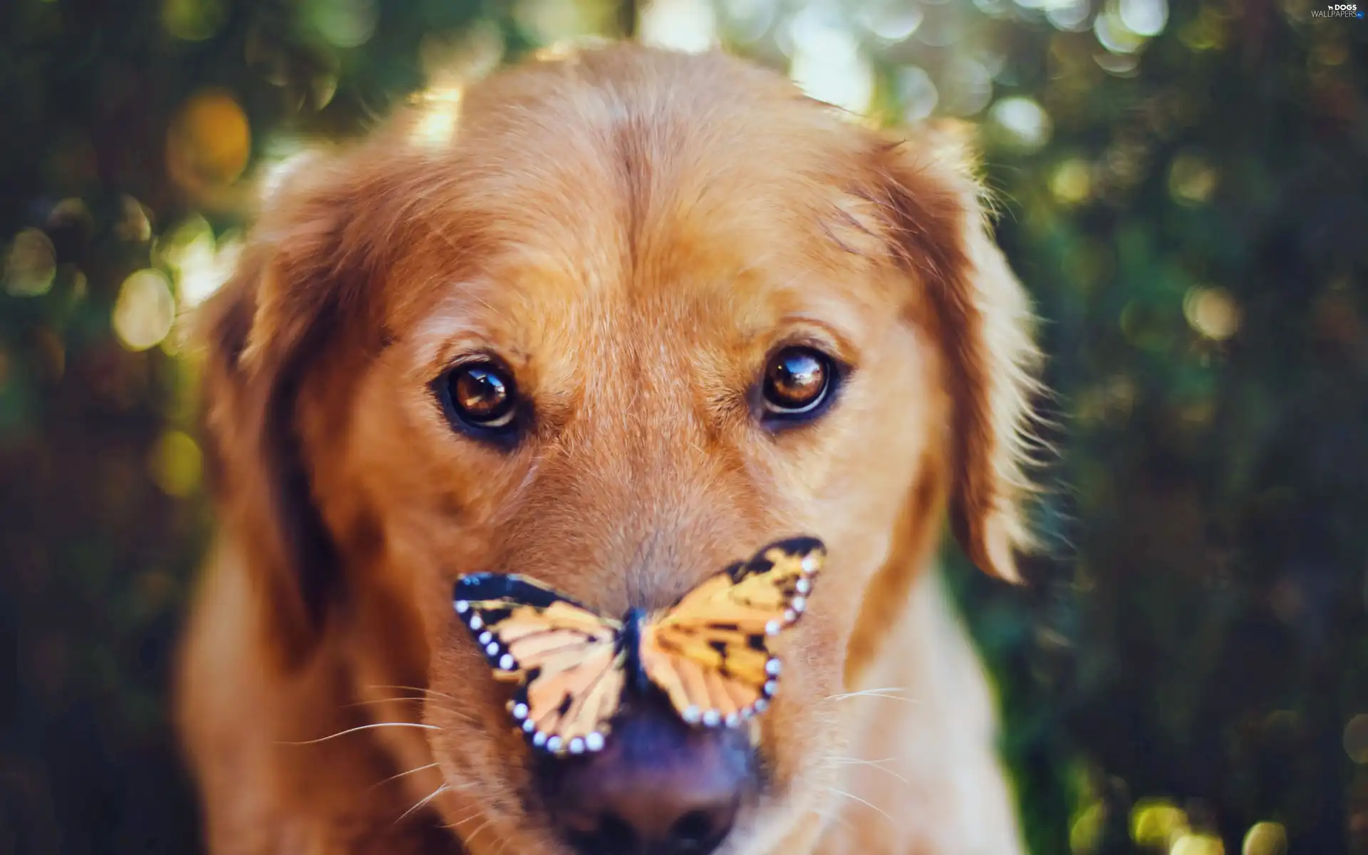 dog, butterfly, muzzle