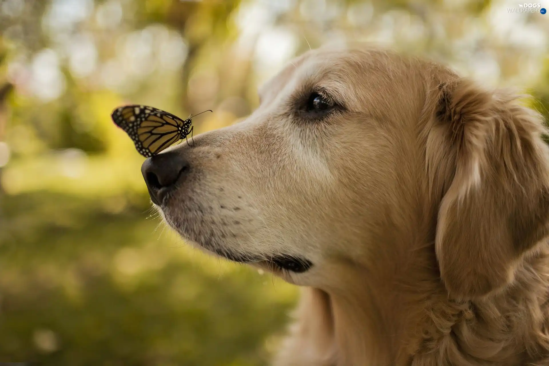 butterfly, dog