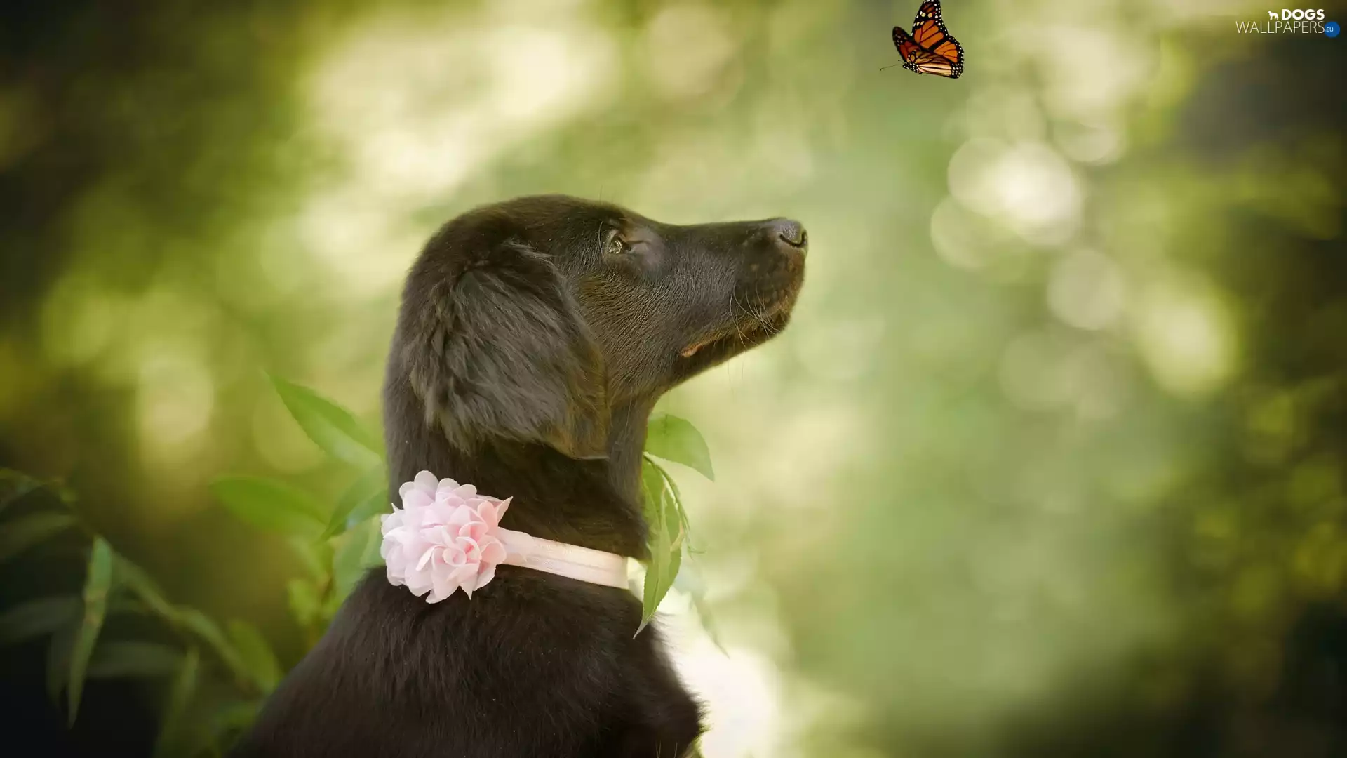 butterfly, dog, green ones, background, Plants, Pointer German Shepherd Dog