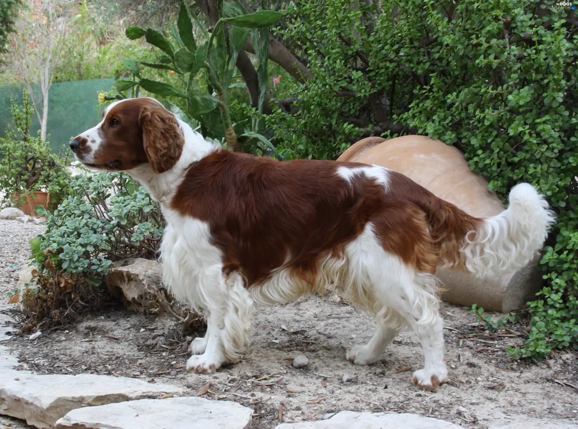 Cactus, Welsh Springer Spaniel