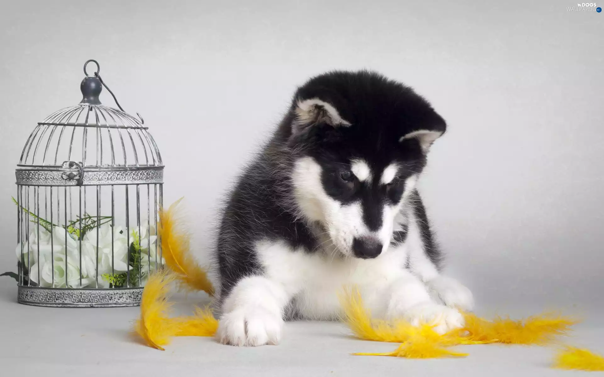 Puppy, Cage, pen, Siberian Husky