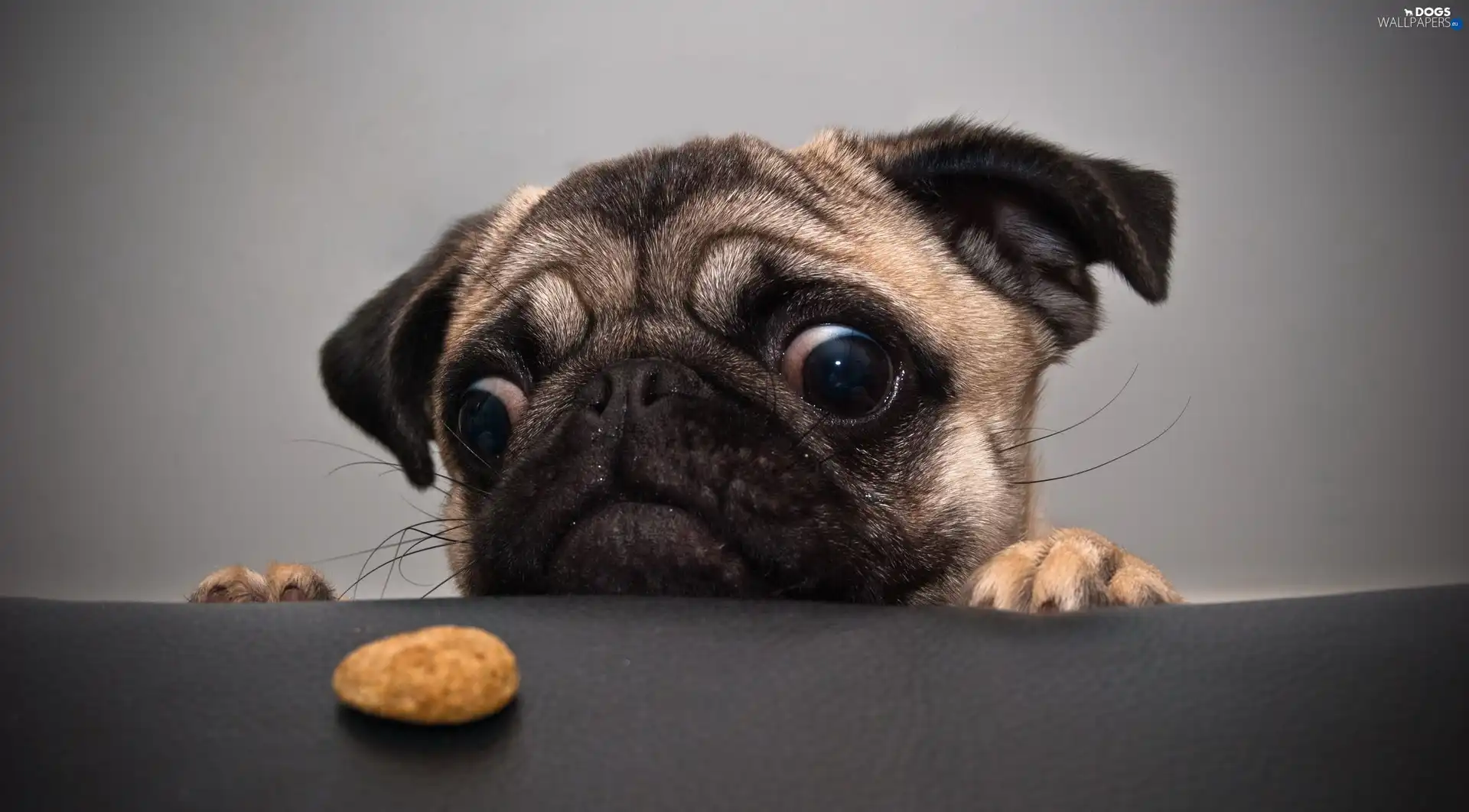 look, cake, dog