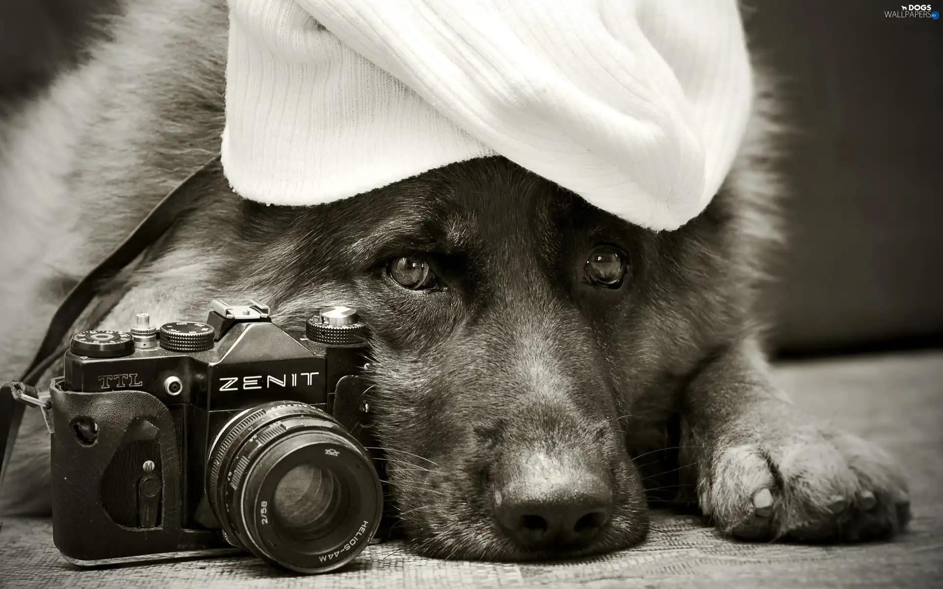 Camera, Hat, sheep-dog, german