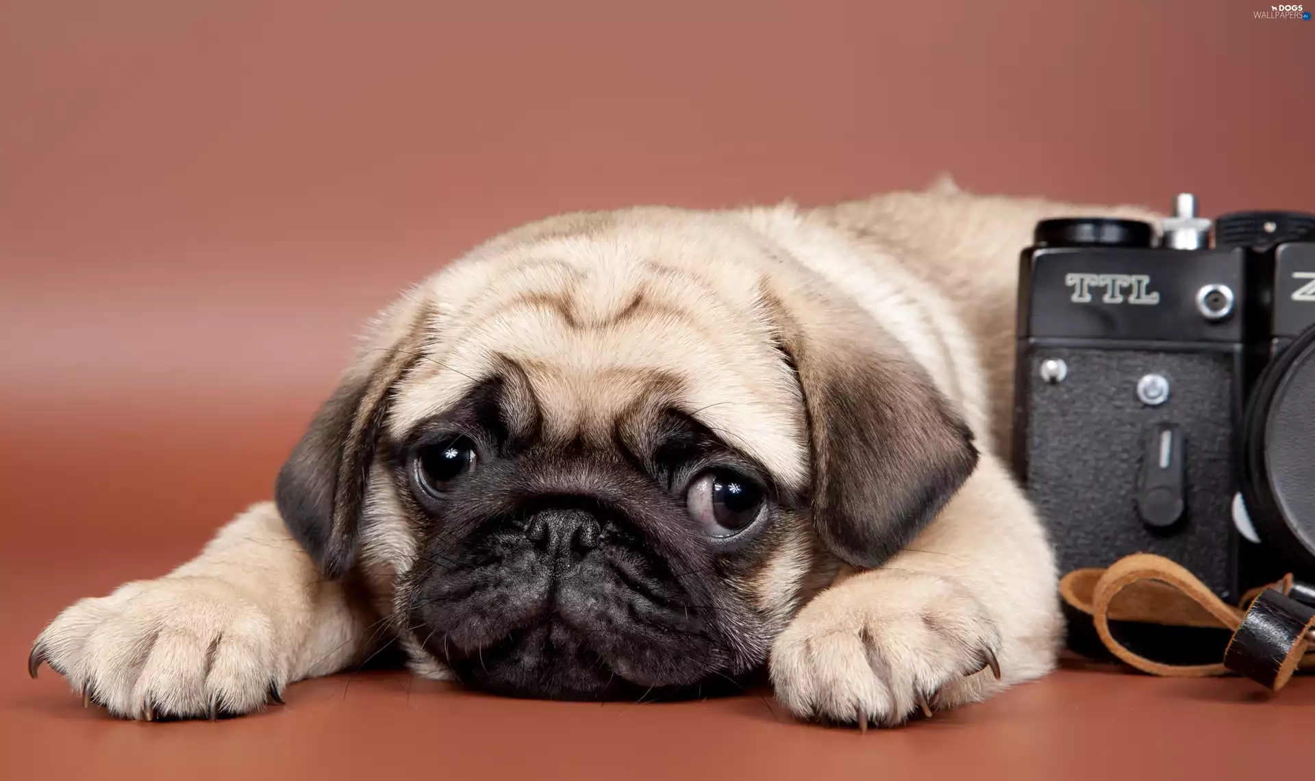 Camera, dog, pug