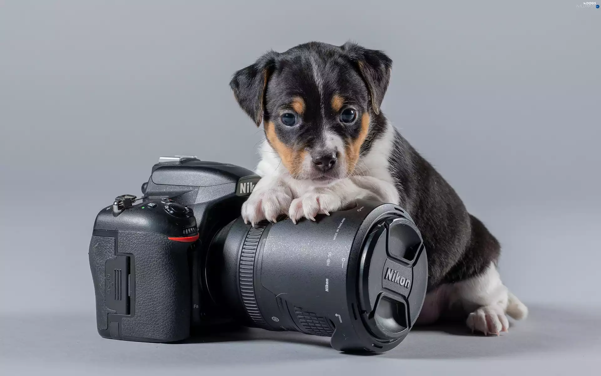 Camera, dog, Puppy