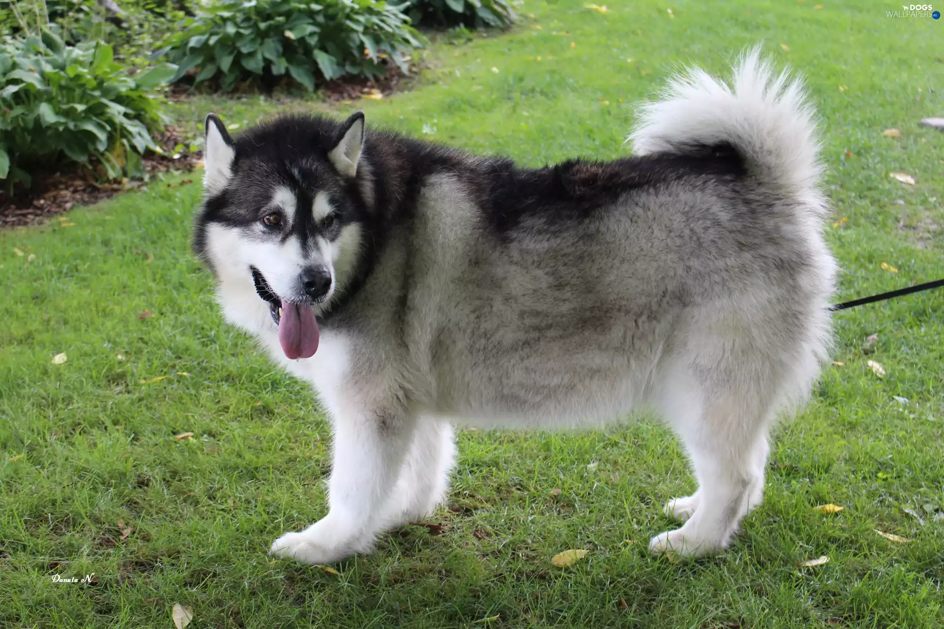 Park, Canada, Alaskan, Malamute, dog