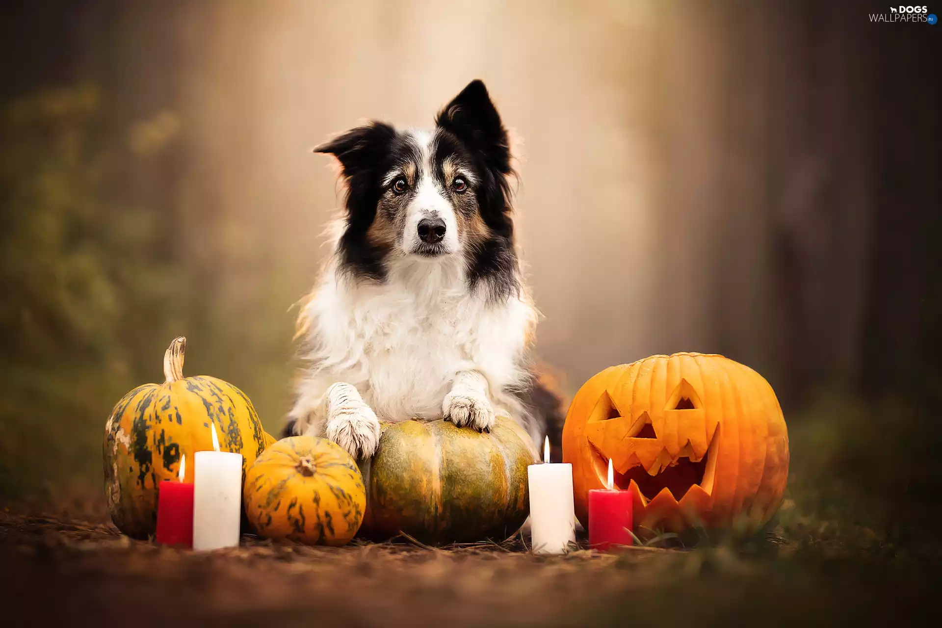 candles, Border Collie, halloween, pumpkin, dog, Big Fire, blur