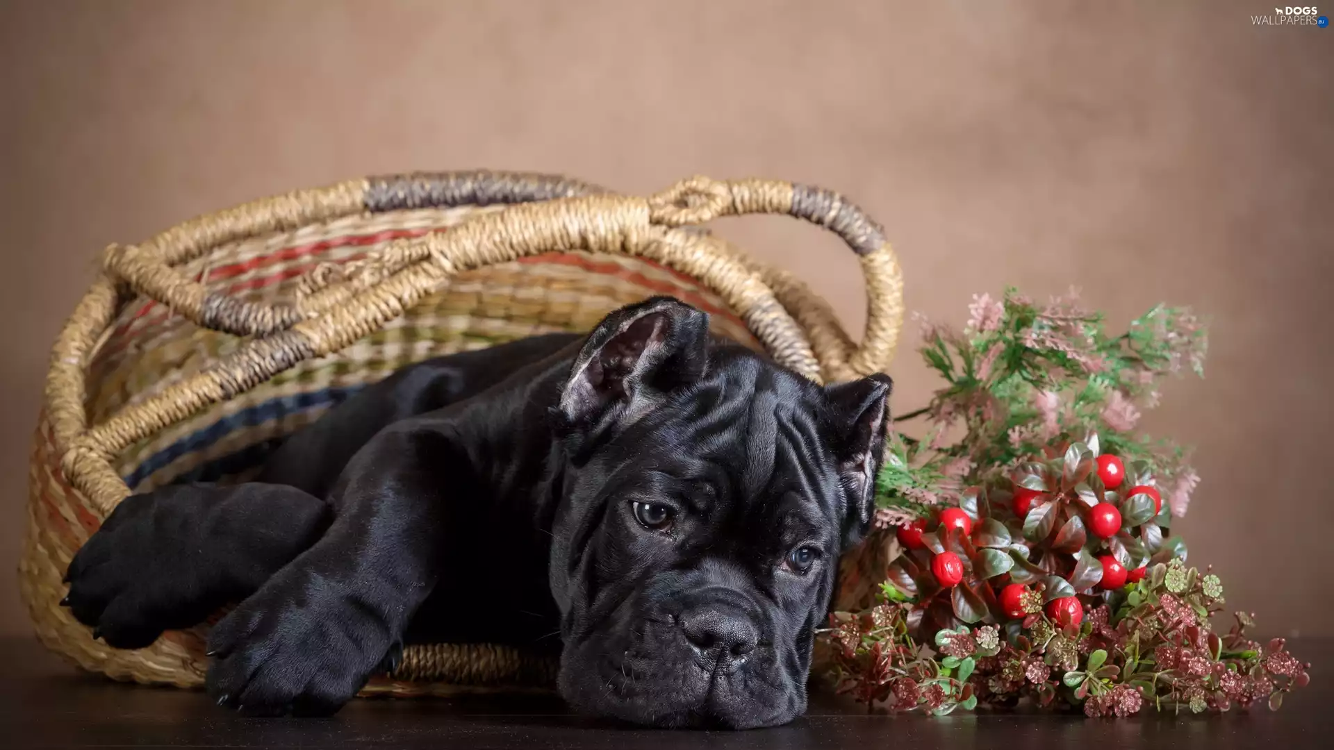 Puppy, basket, dog, Cane Corso, Black