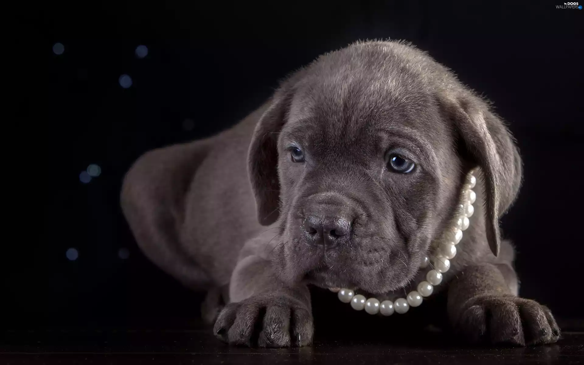 Cane Corso, chaplet