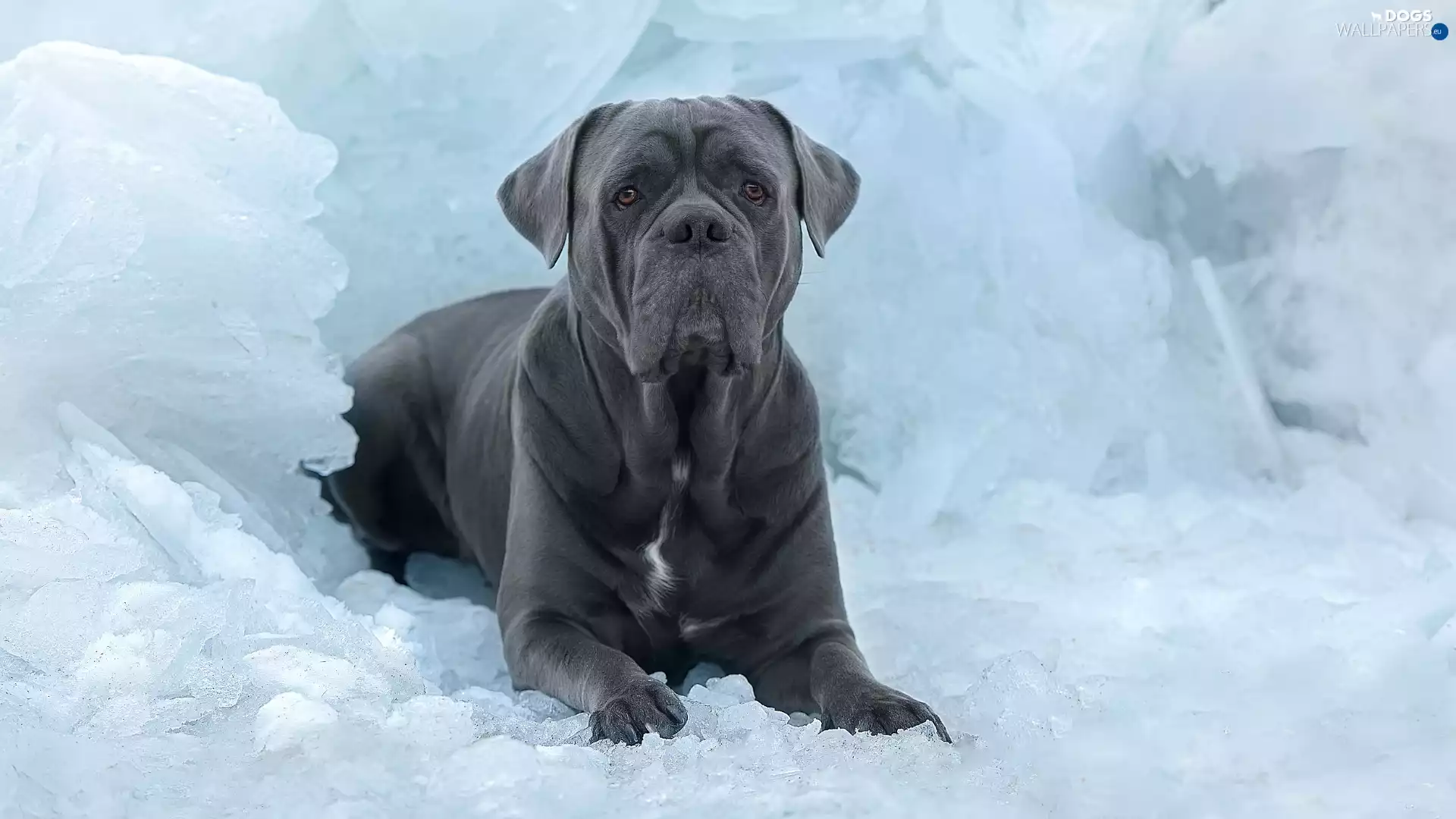 graphite, Cane Corso, Icecream, dog