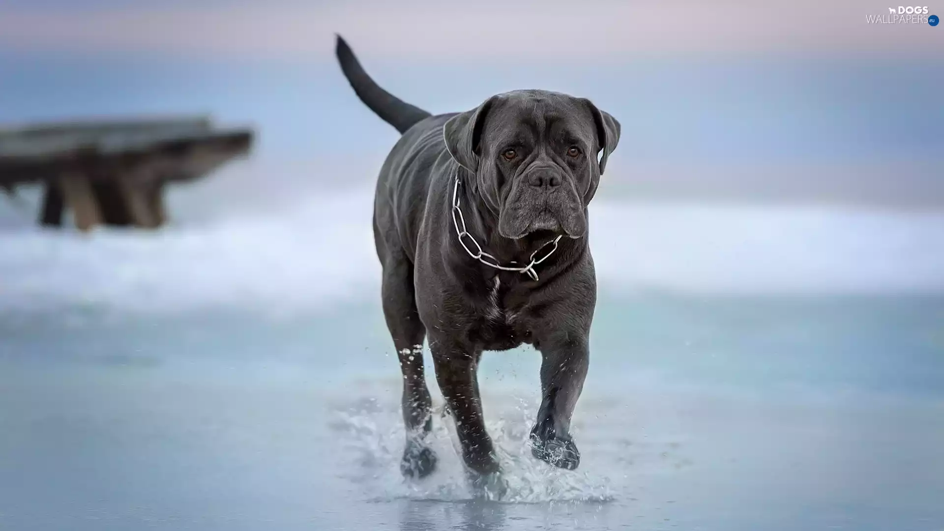 graphite, Cane Corso, water, dog