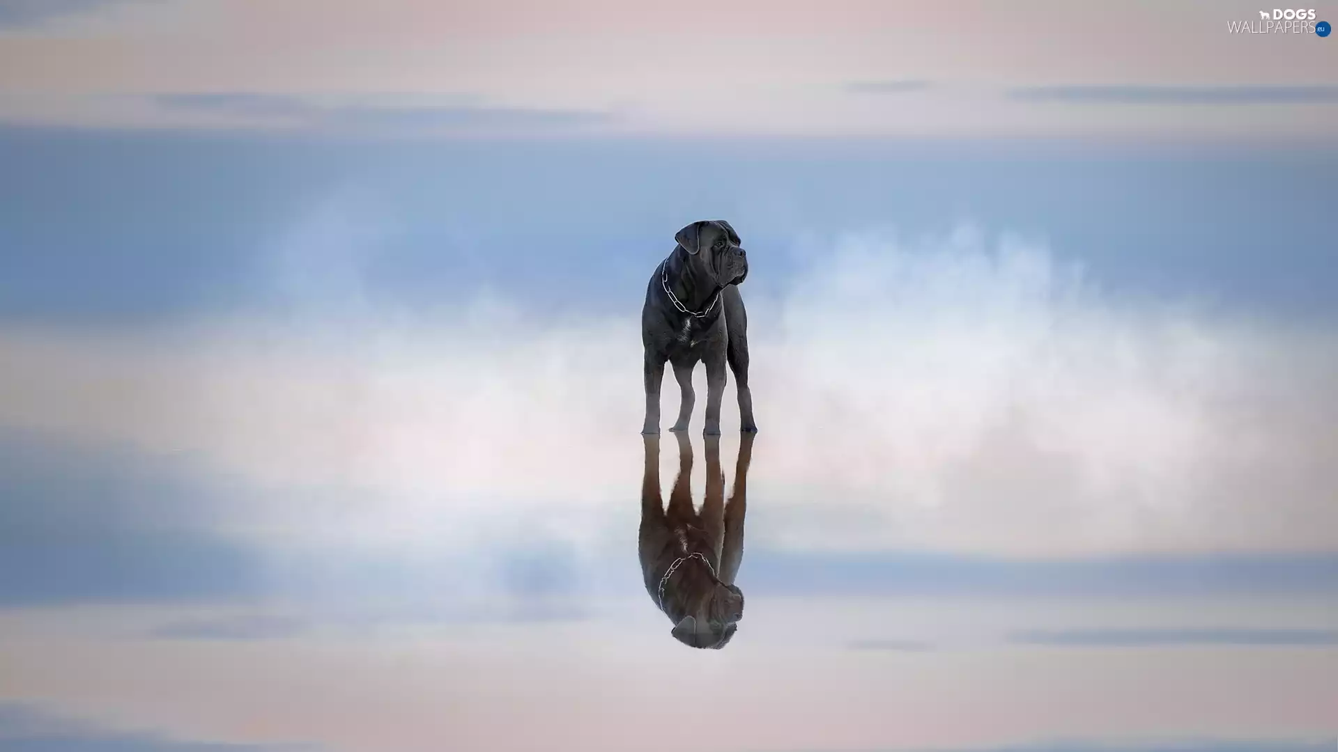 water, reflection, dog, Cane Corso, graphite