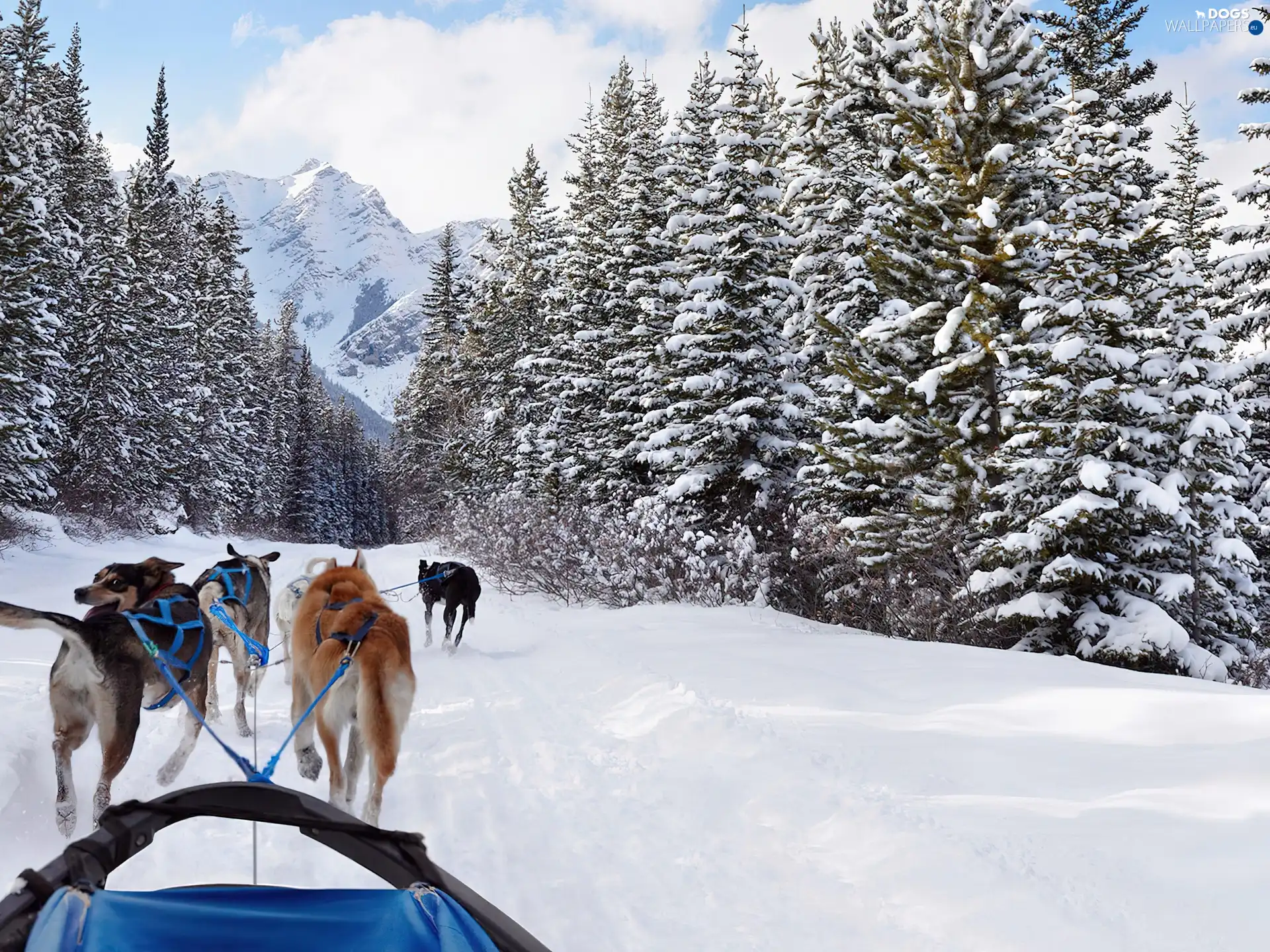 canine, winter, Mountains, team, forest