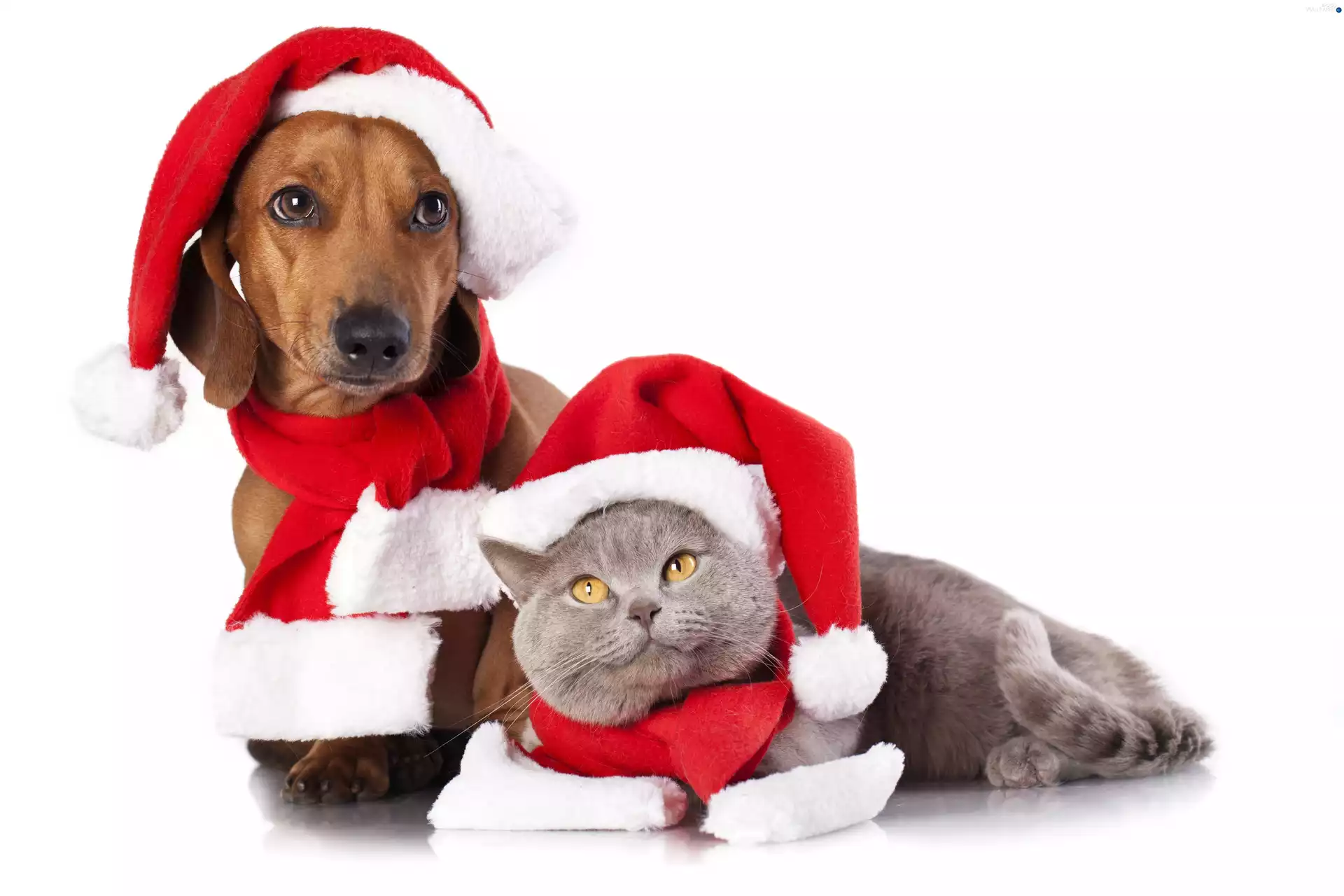 Dachshund, British Cat, caps, Scarves, festively decorated