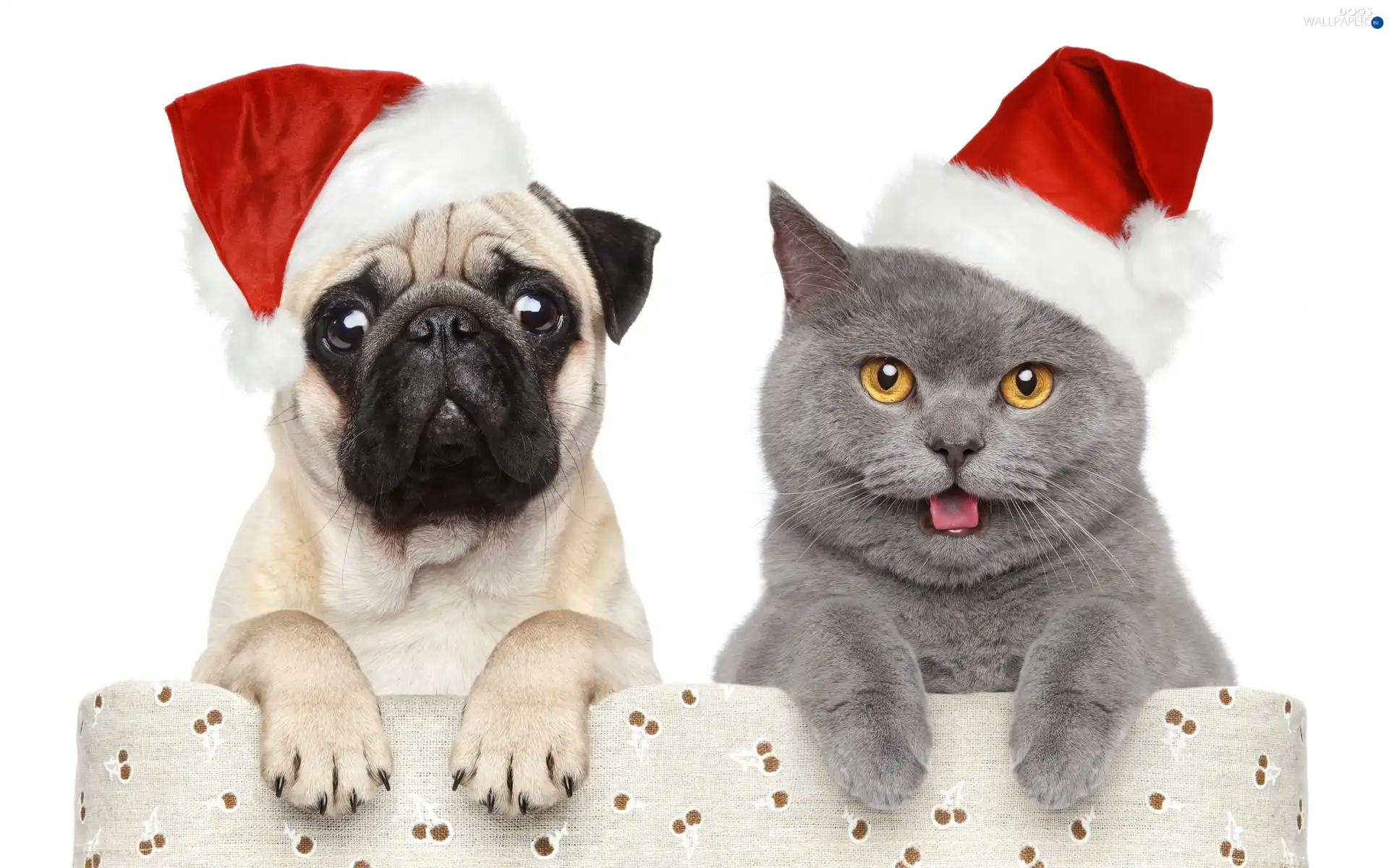 caps, Christmas, dog, cat