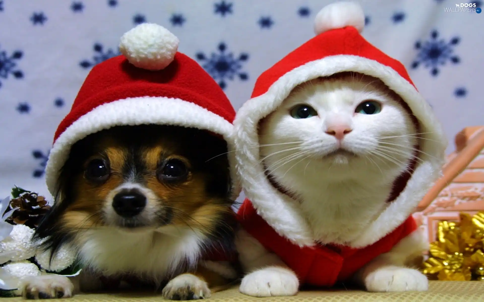 caps, Red, dog, cat