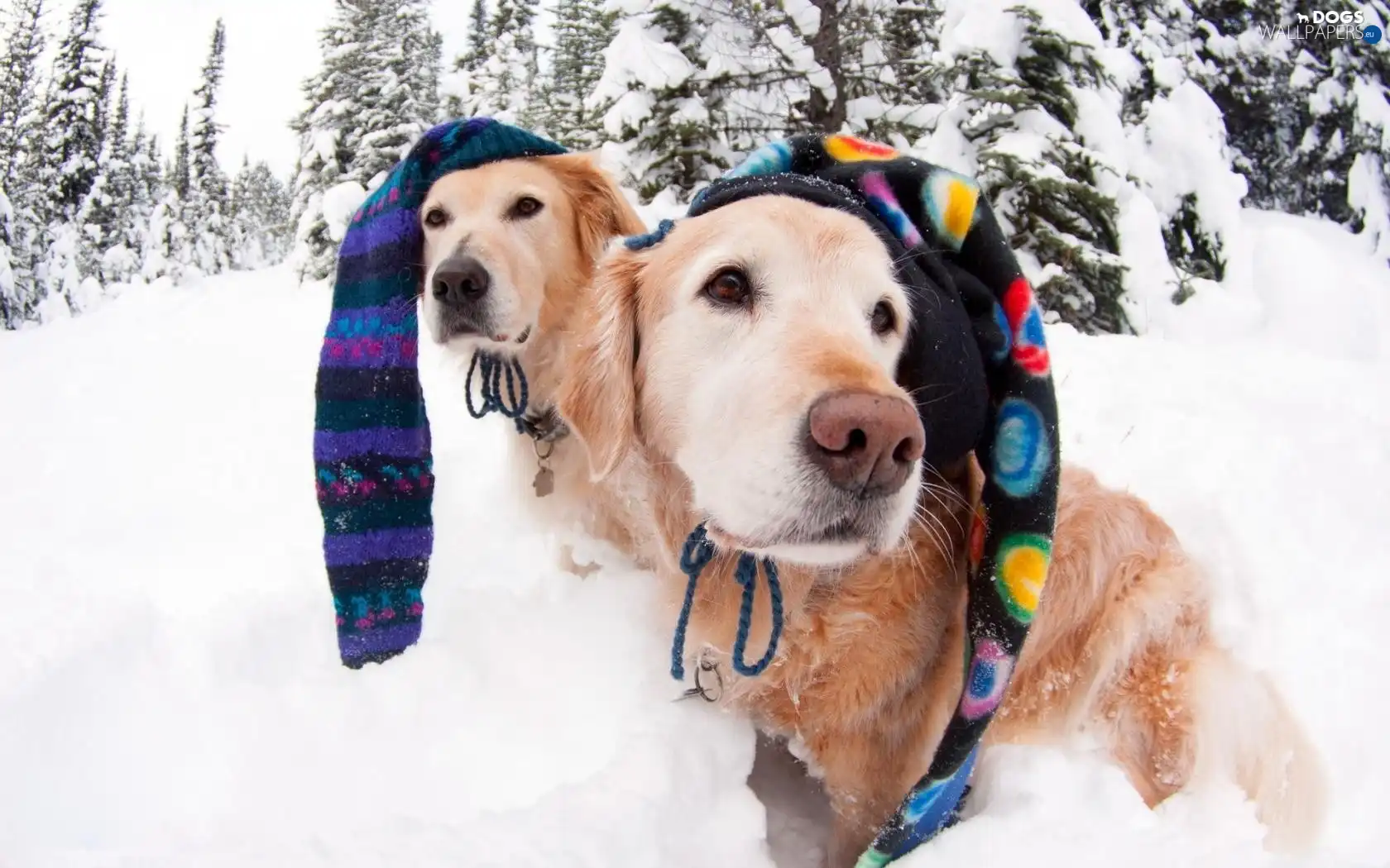 caps, color, Two cars, winter, Goldens