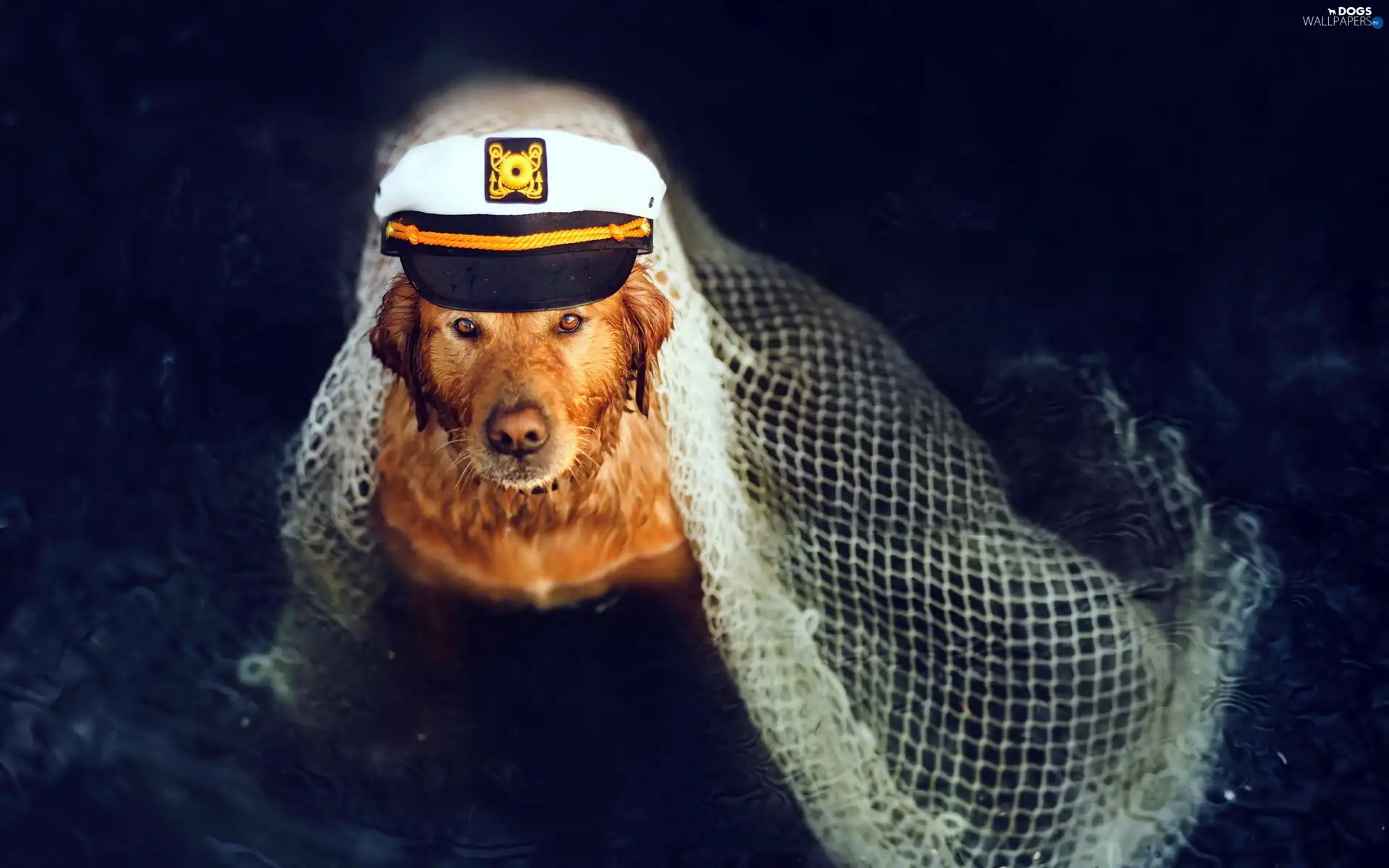 Hat, captain, dog