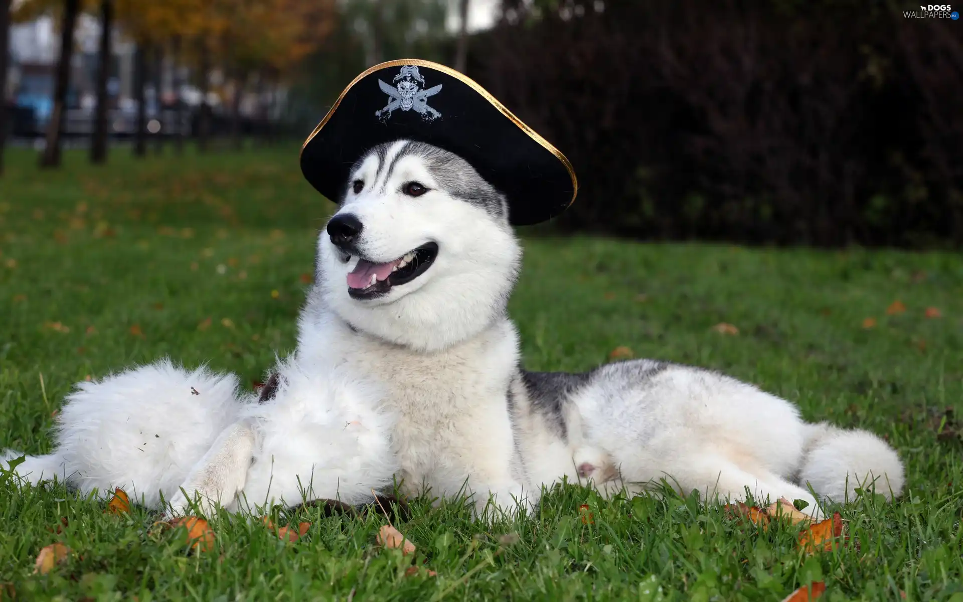 Captains, Hat, Siberian, Husky