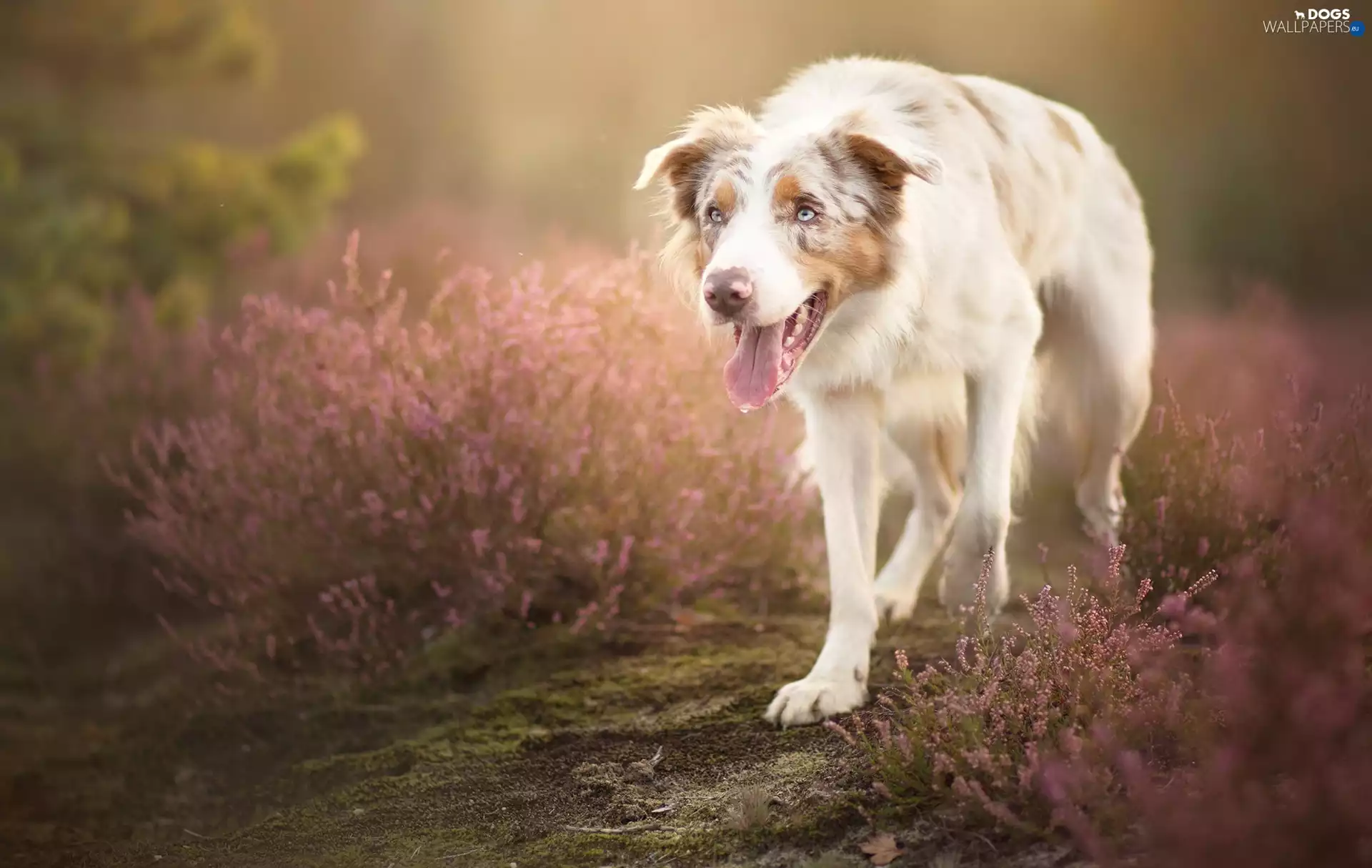 heather, Border Collie, car in the meadow