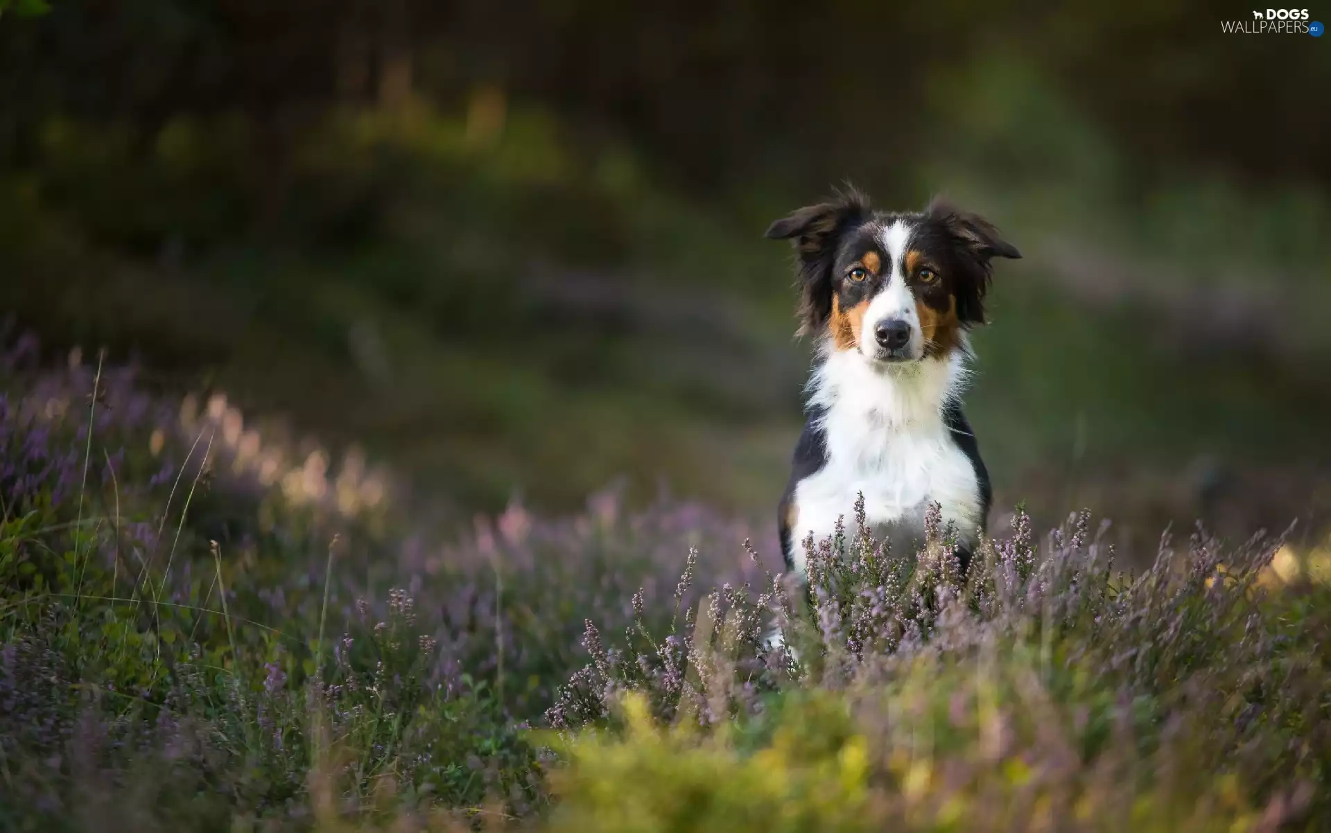 heather, Australian Shepherd, car in the meadow