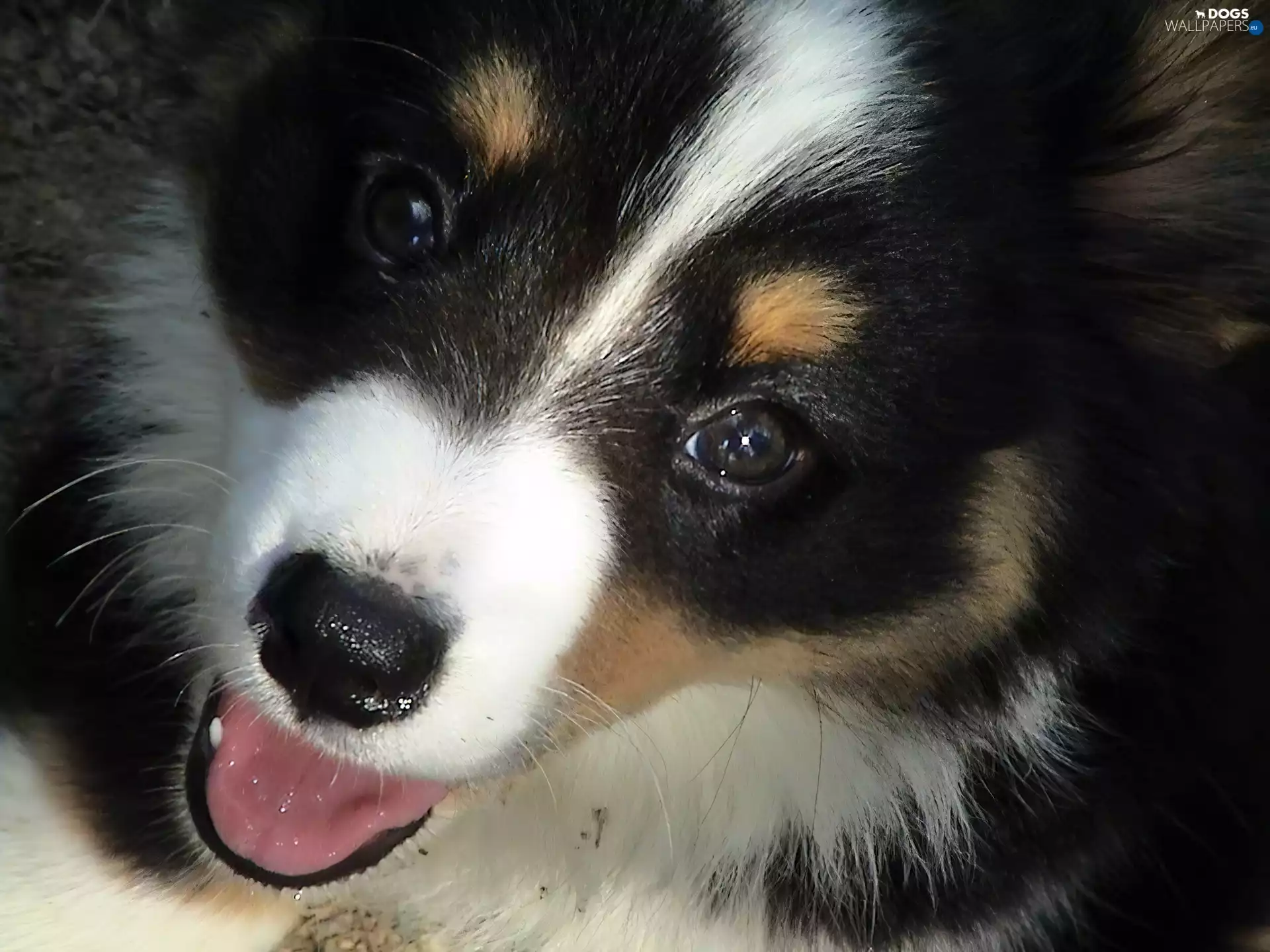 mouth, Welsh corgi cardigan