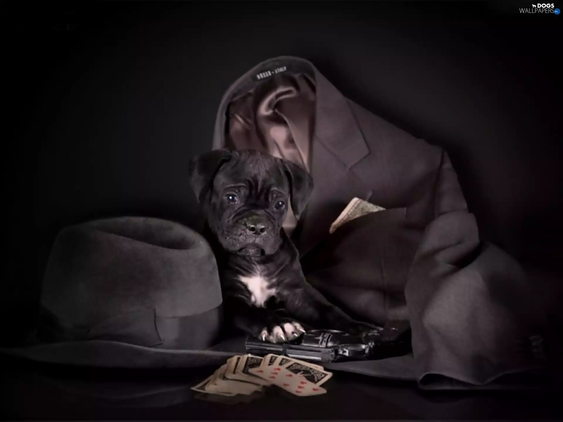 Gun, Cards, Hat, Coat, Puppy