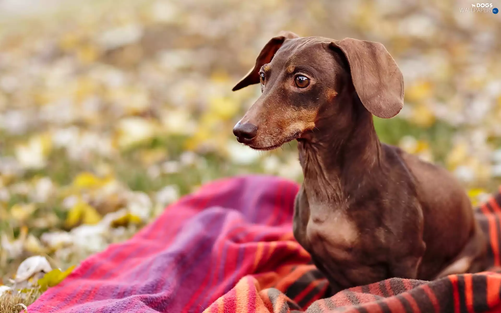 carpet, dog, dachshund