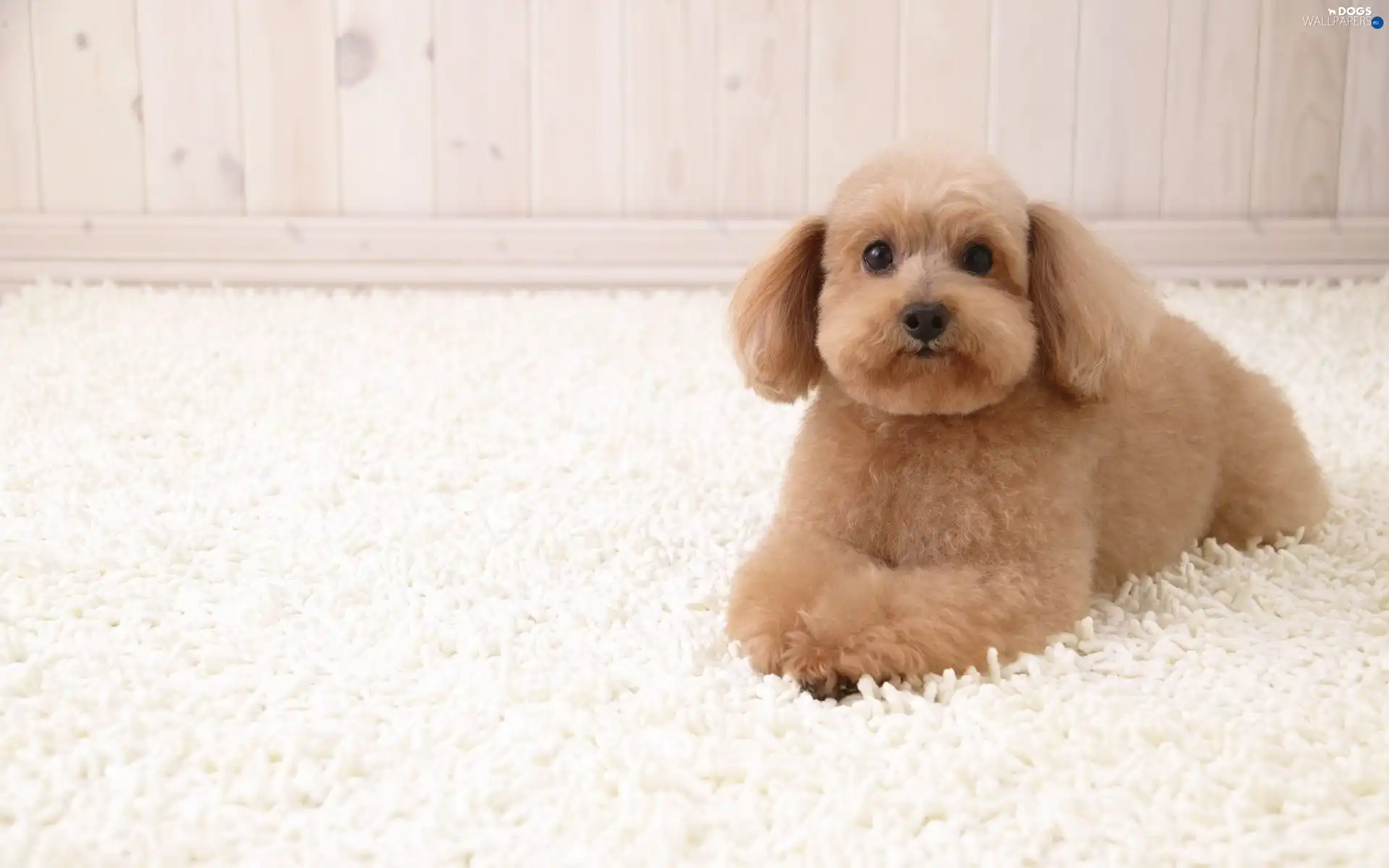 poodle, carpet, beige