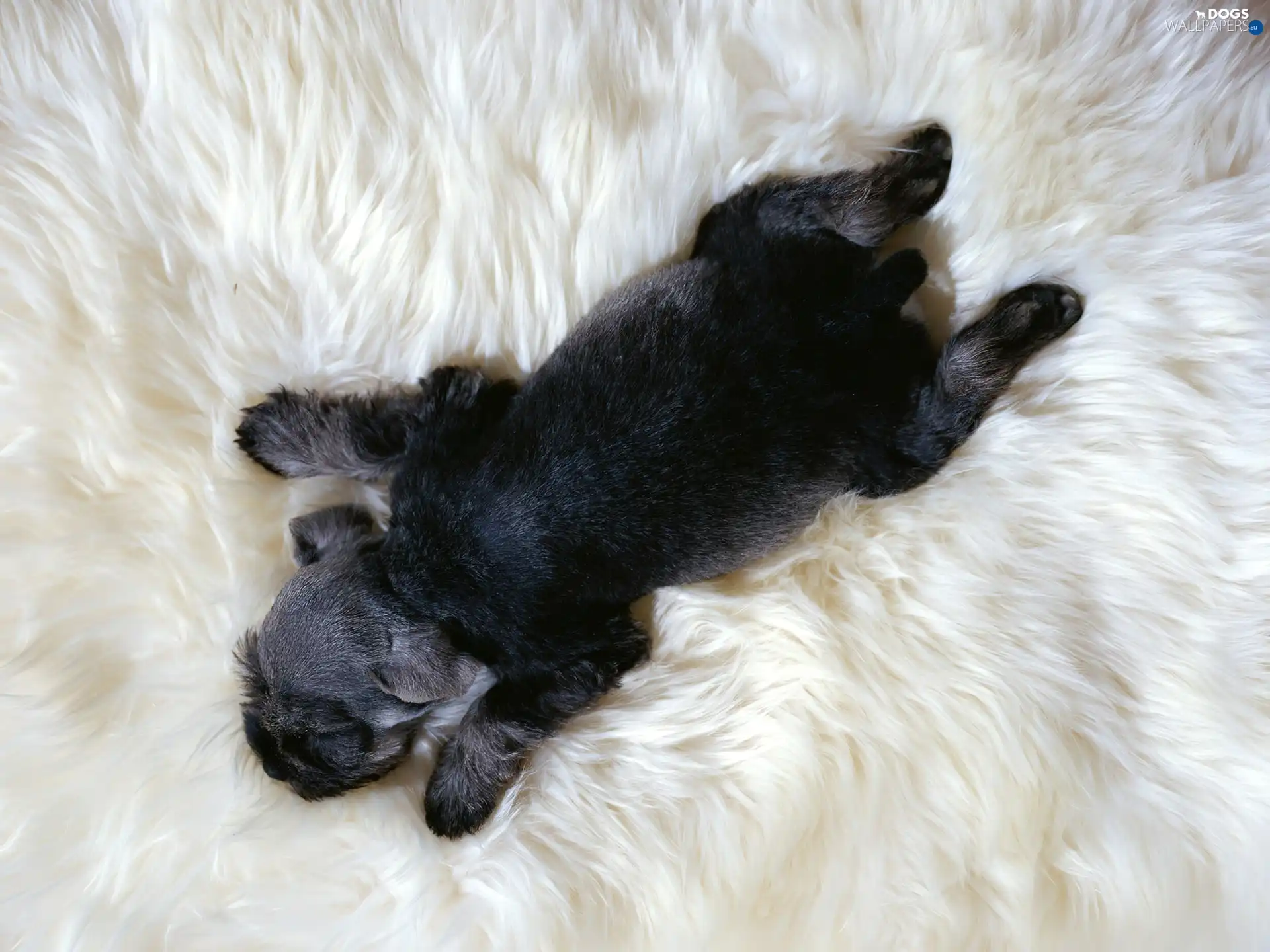 carpet, hairy, sleepy, doggie