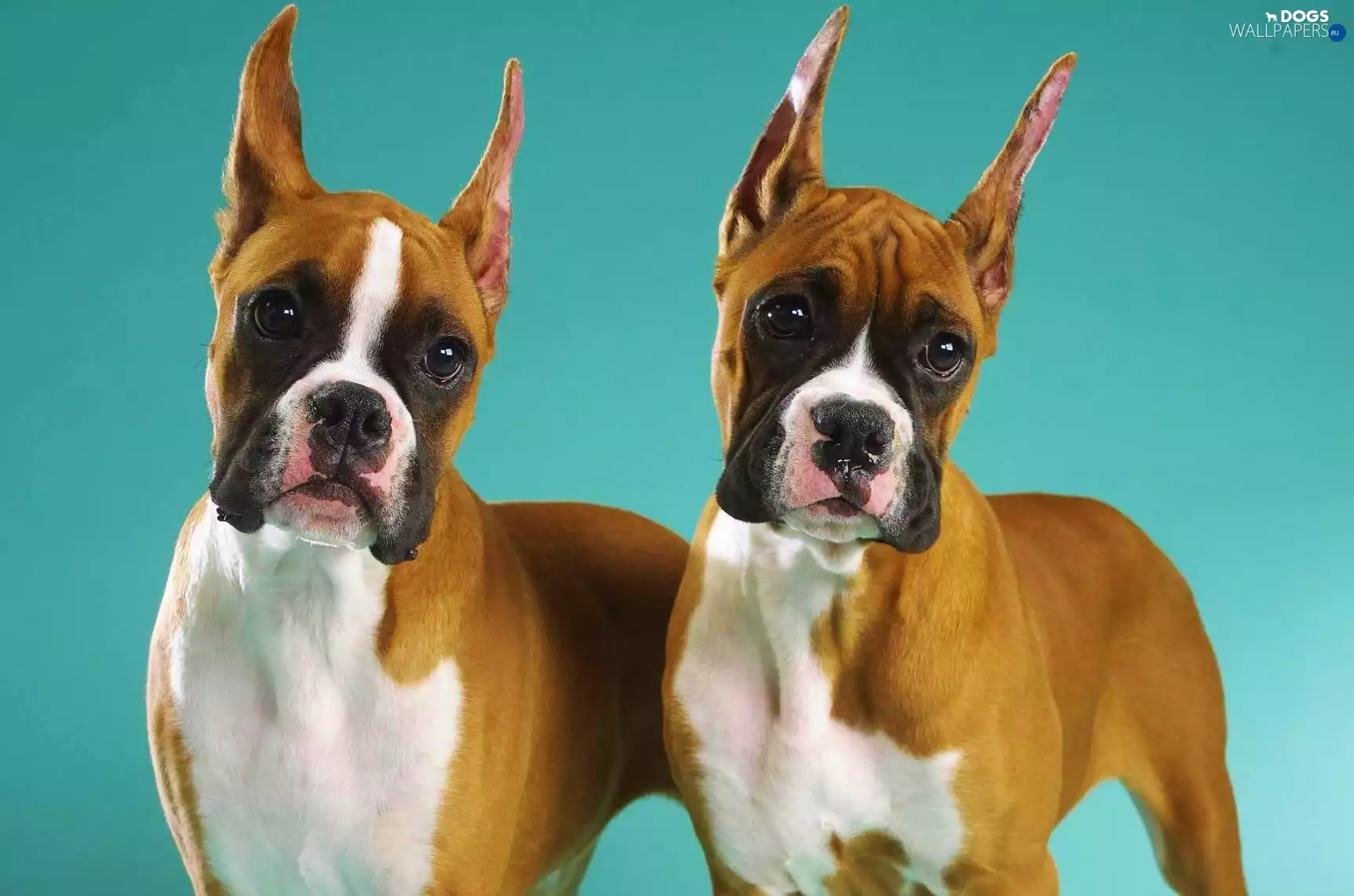 Two cars, Blue, background, Dogs