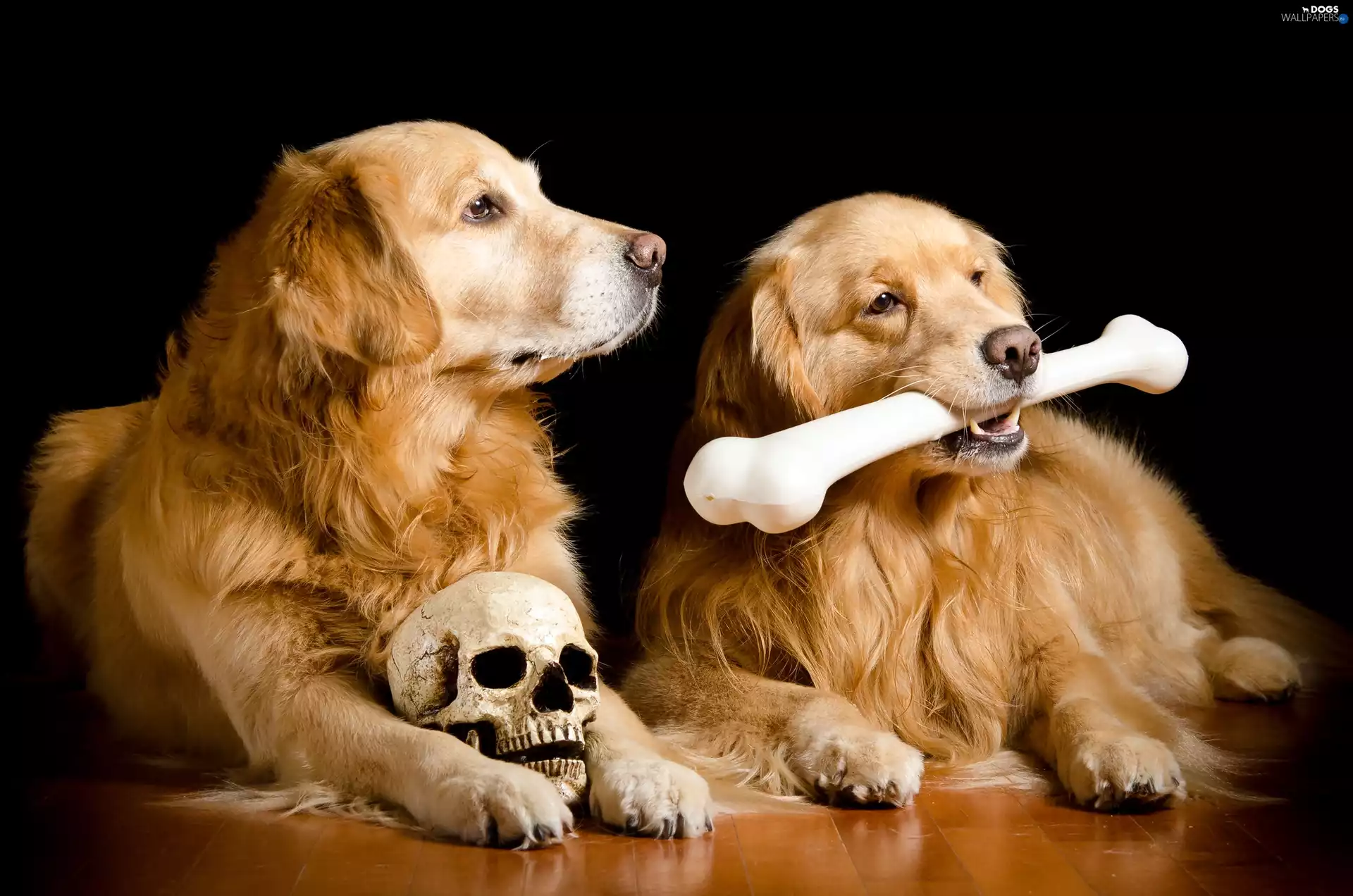 Two cars, bone, skull, puppies