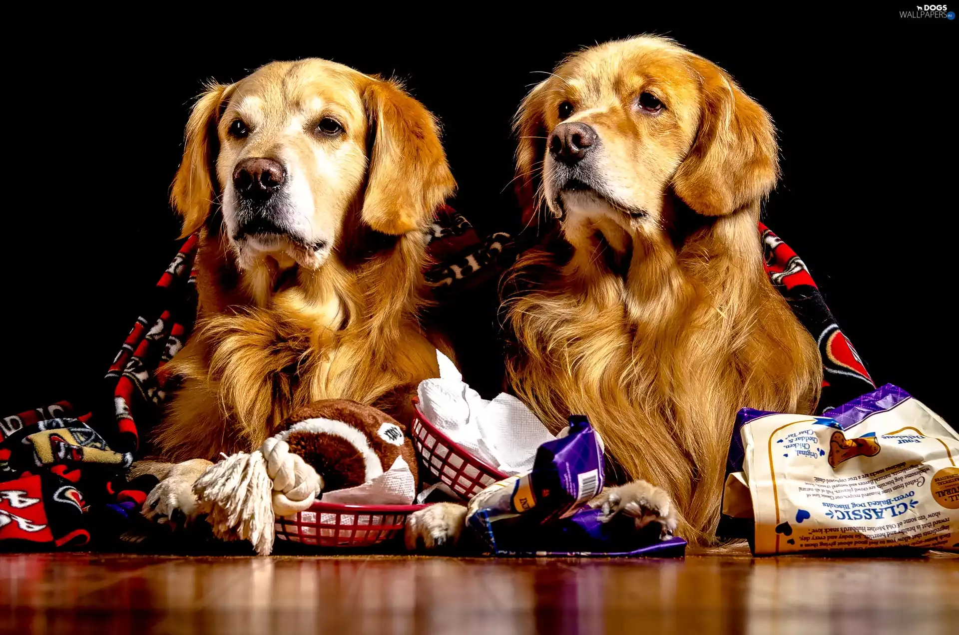 Two cars, Cage, fodder, puppies