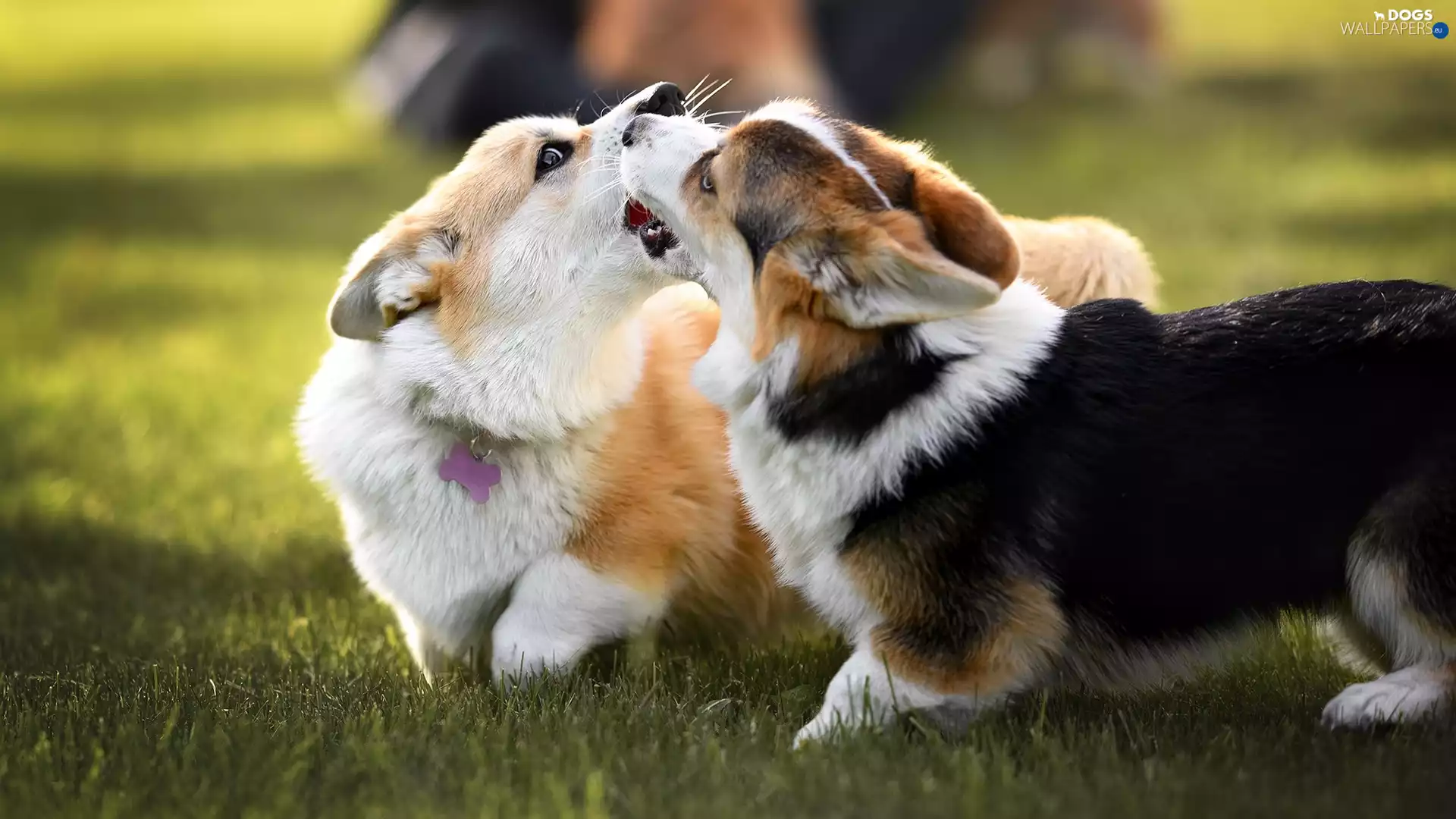 Welsh corgi cardigan, grass, Dogs, play, Two cars