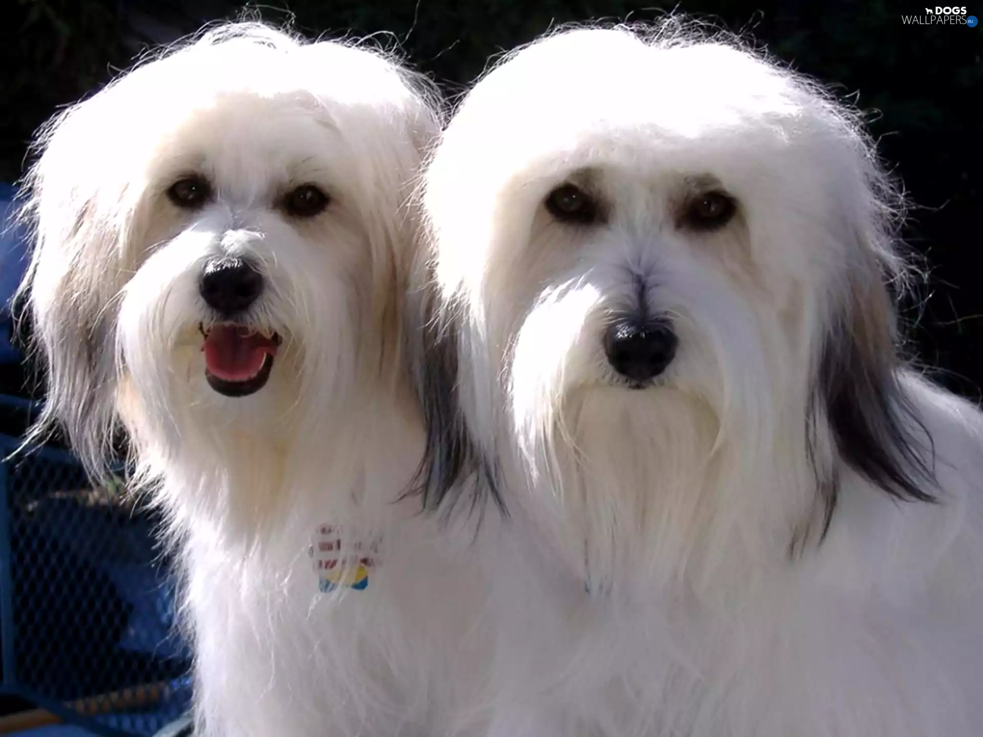 Two cars, Coton de Tulear
