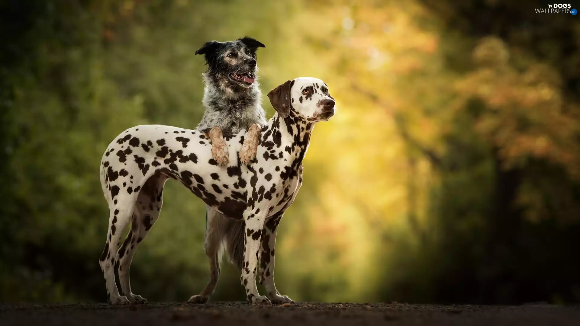 Two cars, Dalmatian, mongrel, Dogs