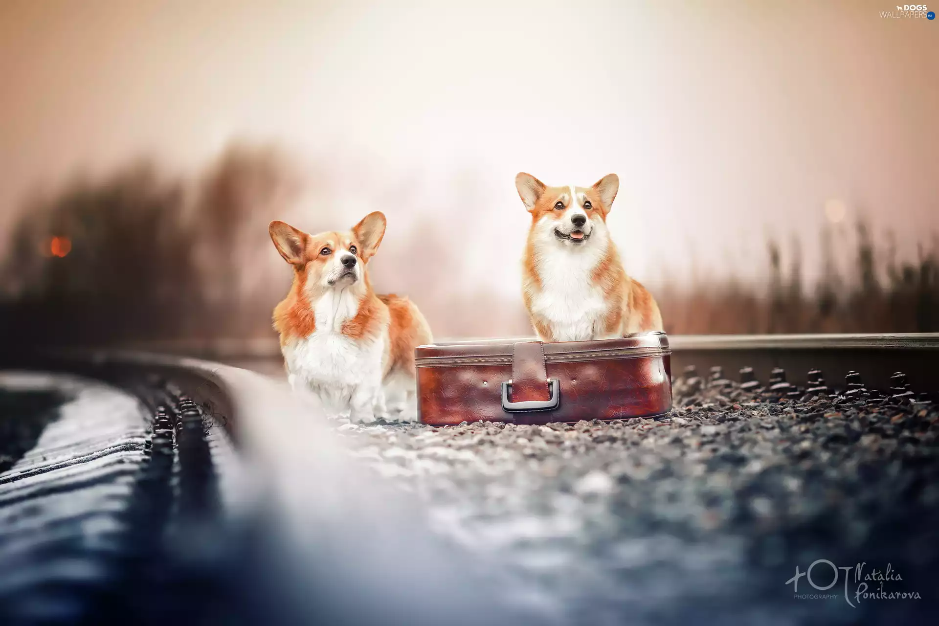 case, ##, Dogs, Welsh corgi pembroke, Two cars