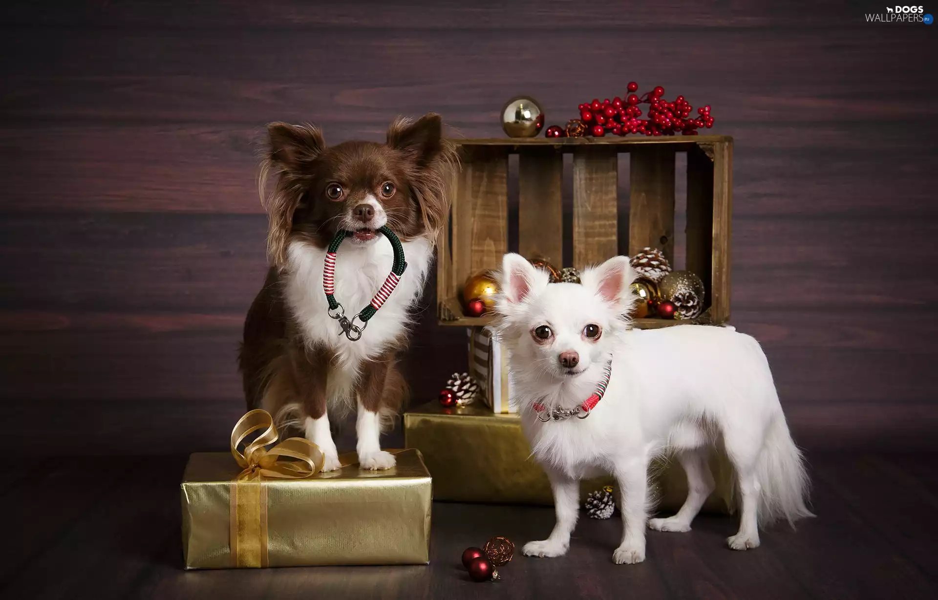 gifts, baubles, Dogs, Long-haired Chihuahua, Two cars