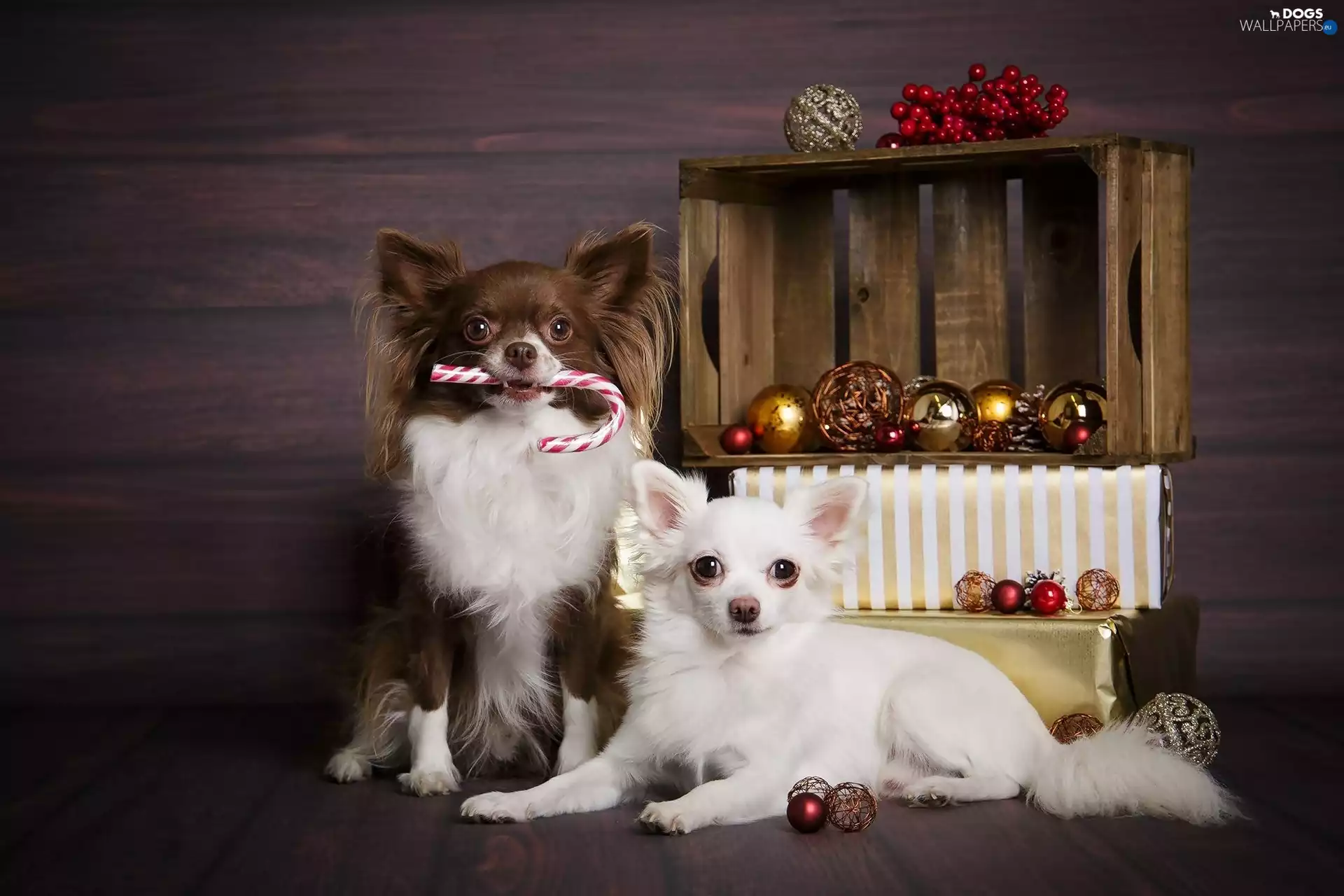 baubles, Christmas, Dogs, Long-haired Chihuahua, Two cars