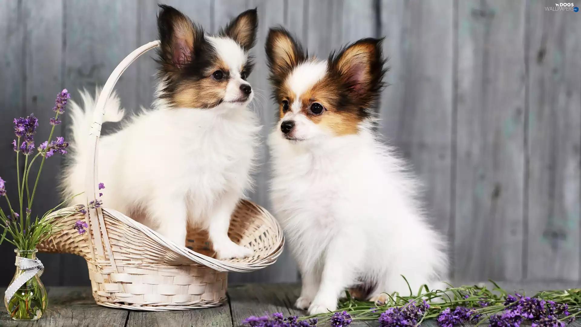 basket, lavender, Dogs, Long-haired Chihuahua, Two cars