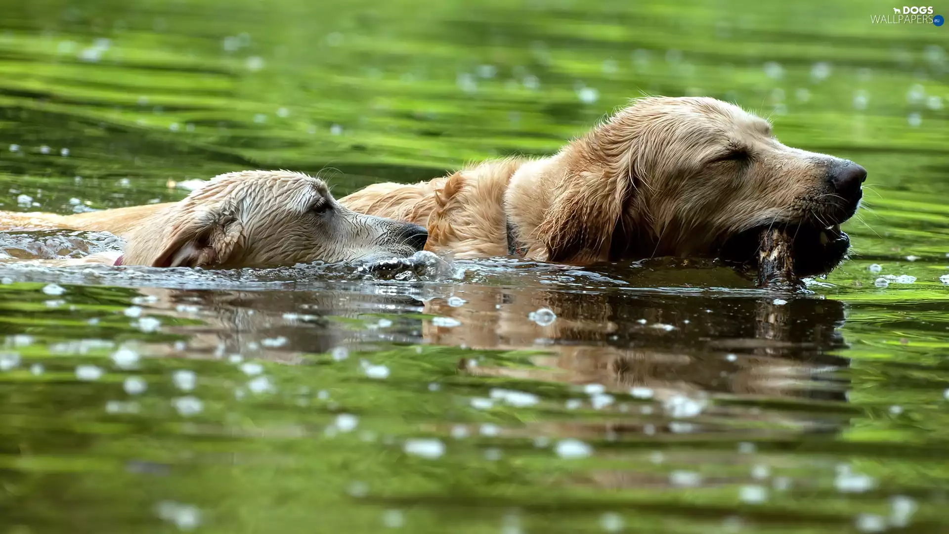 water, fetch, Dogs, ##, Two cars