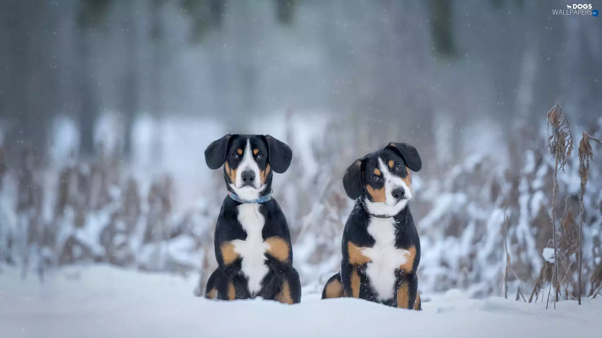 Two cars, Entlebucher, winter, Dogs