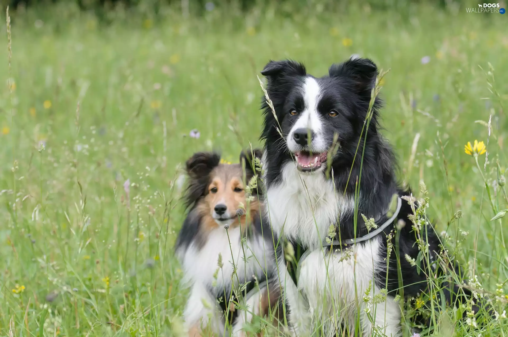 Border Collie, grass, Dogs, shetland Sheepdog, Two cars