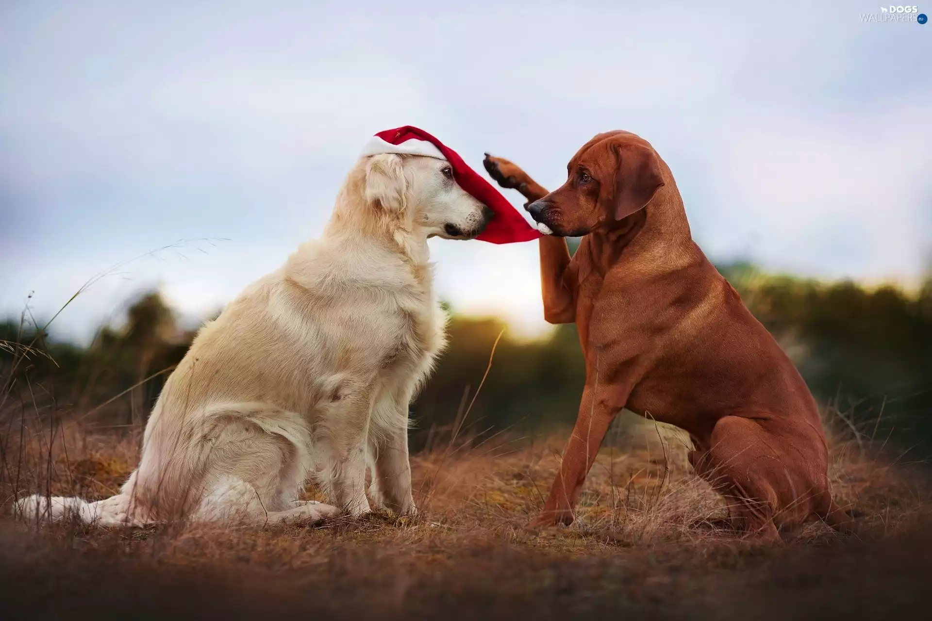 Rhodesian ridgeback, Hat, Dogs, Golden Retriever, Two cars