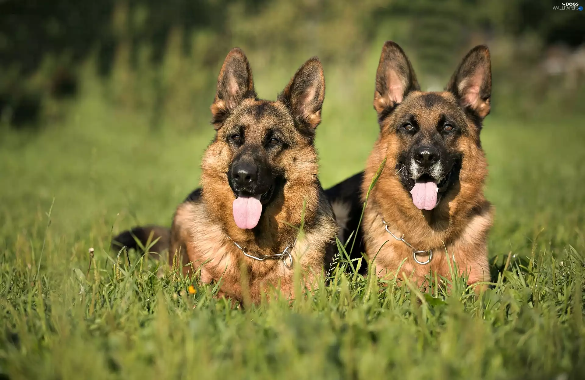 Two cars, Languages, grass, Dogs