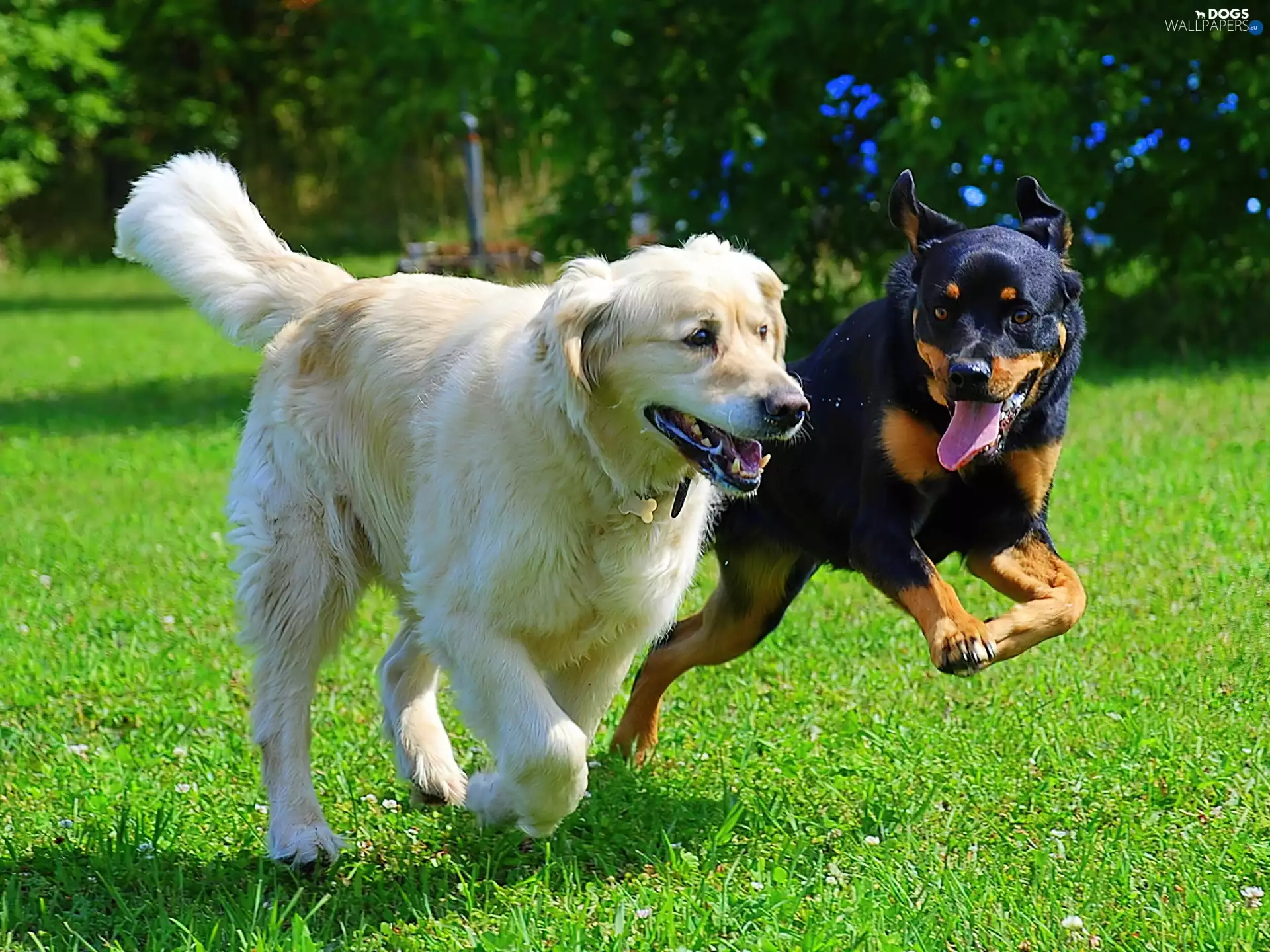 Two cars, play, grass, puppies
