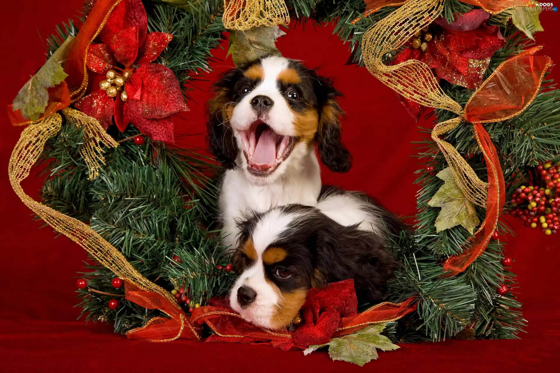 Two cars, Ribbons, Twigs, puppies