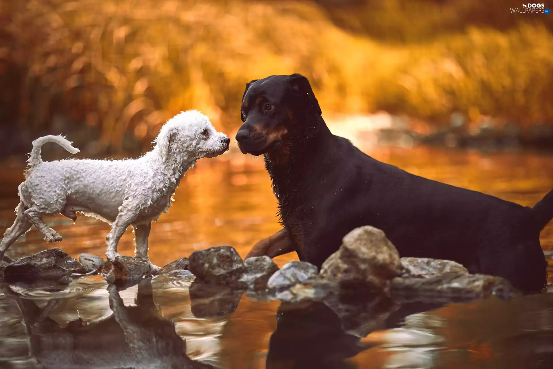 Two cars, Stones, water, puppies
