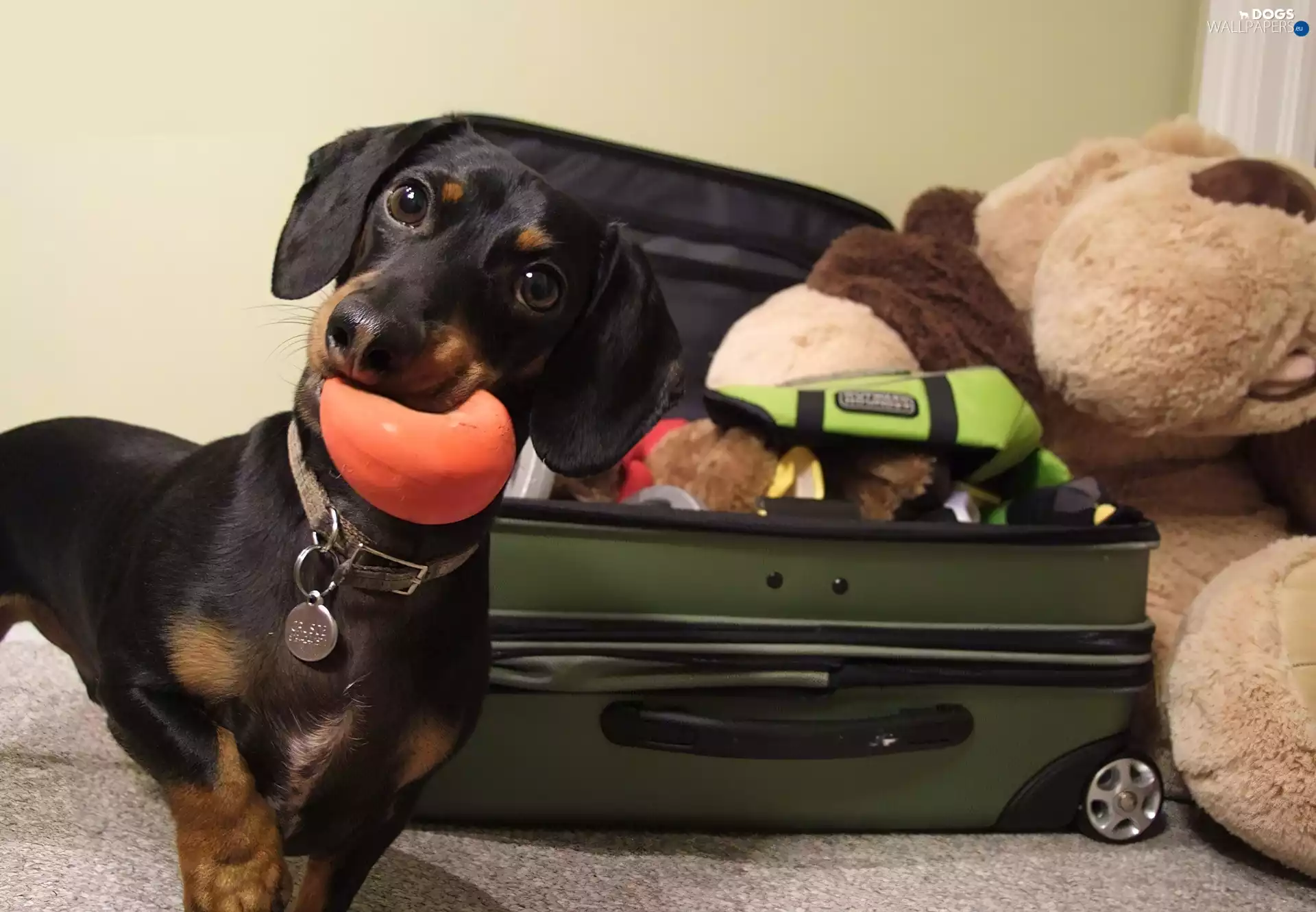 dachshund, case, mascot, the ball